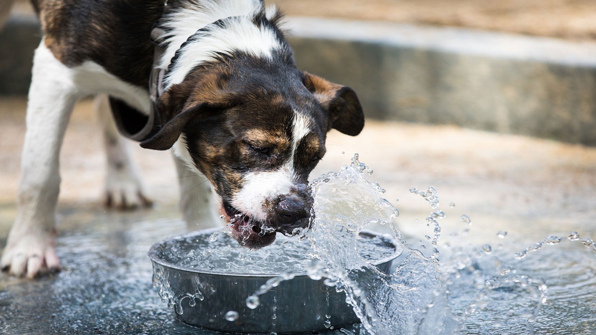 Keep Your Dog Hydrated: Practical Ways to Increase Water Intake in Hot Weather