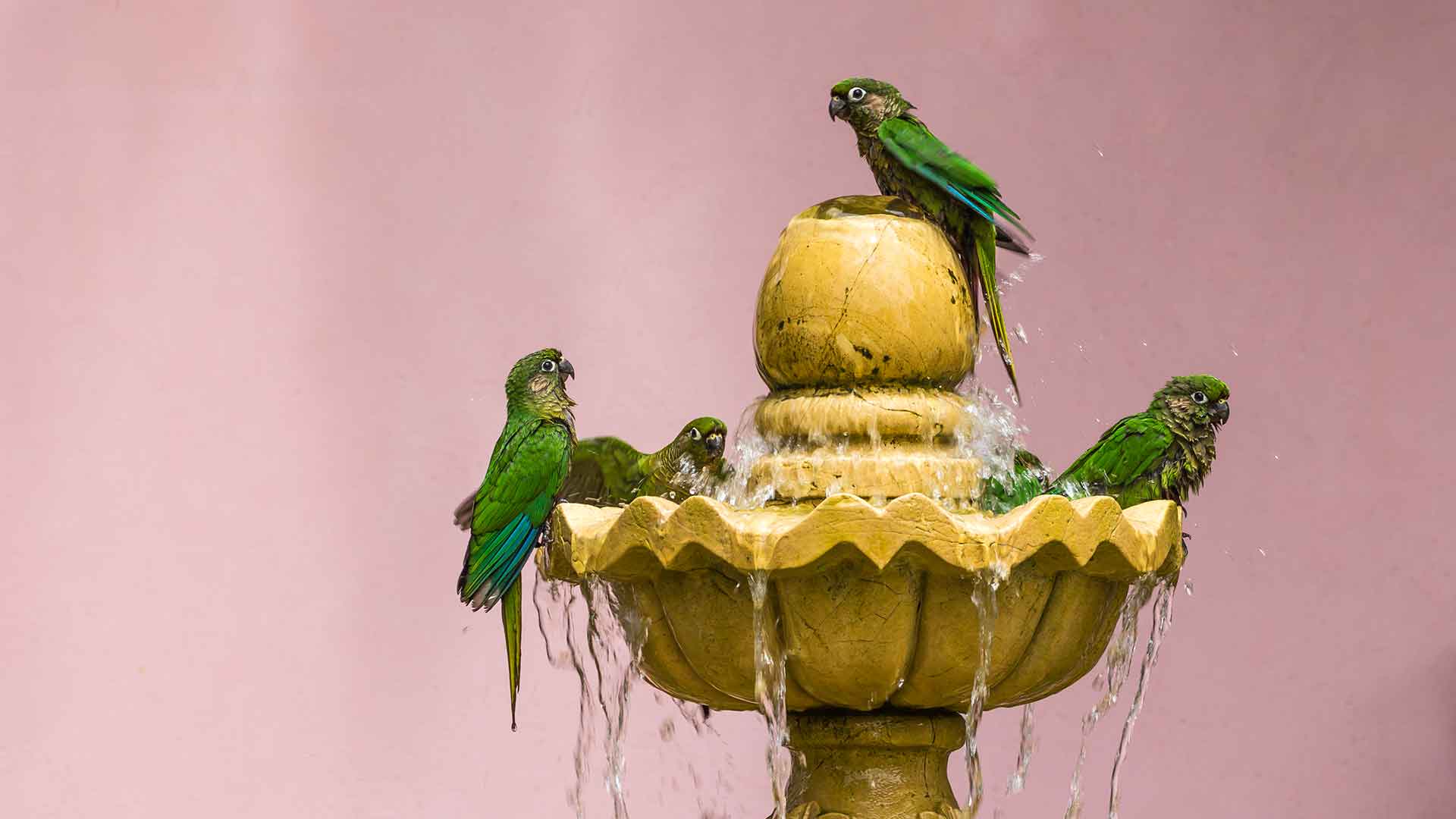 Hygiene and Cleaning Rules for Parrots