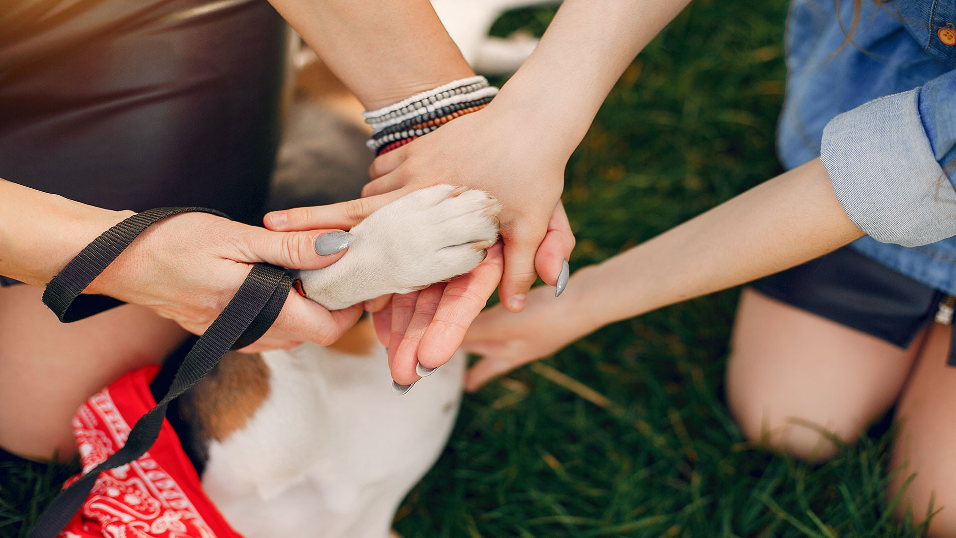 First Aid Guide at Home: Steps to Take If Your Dog Gets Injured