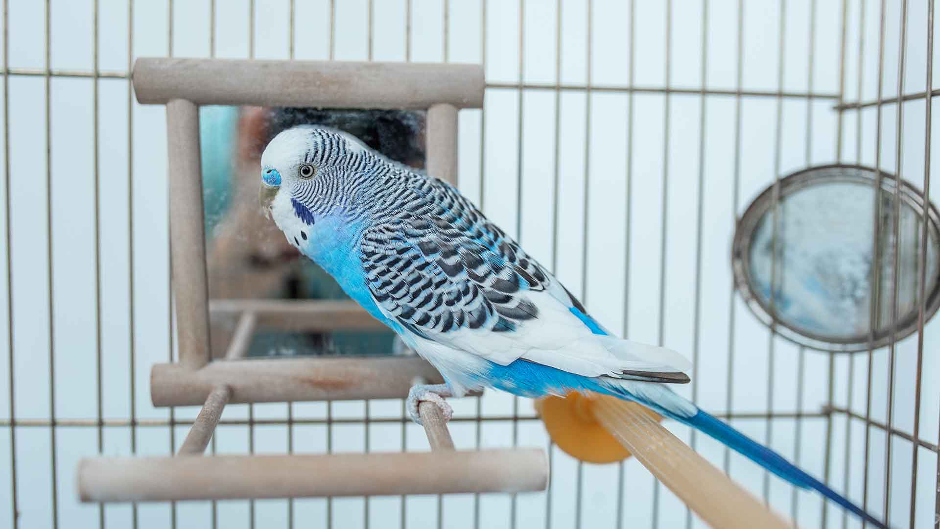 Where Should a Budgie Cage Be Placed? Balancing Light, Sound, and Temperature
