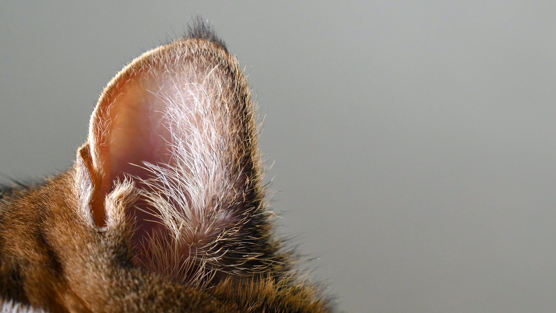 Ear Mites in Cats: Symptoms, Diagnosis, and Treatment Process