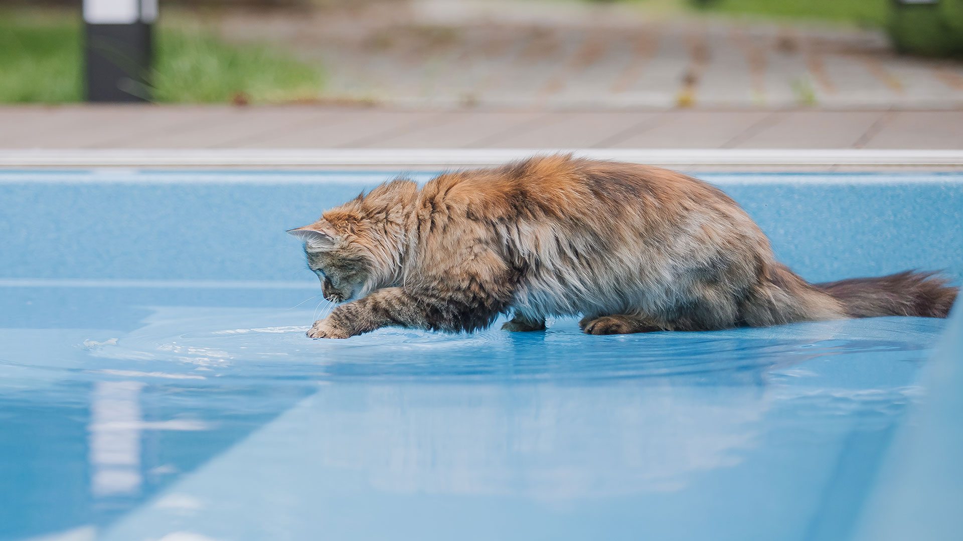 Ways to Keep Cats Cool: Effective Solutions Against Summer Heat