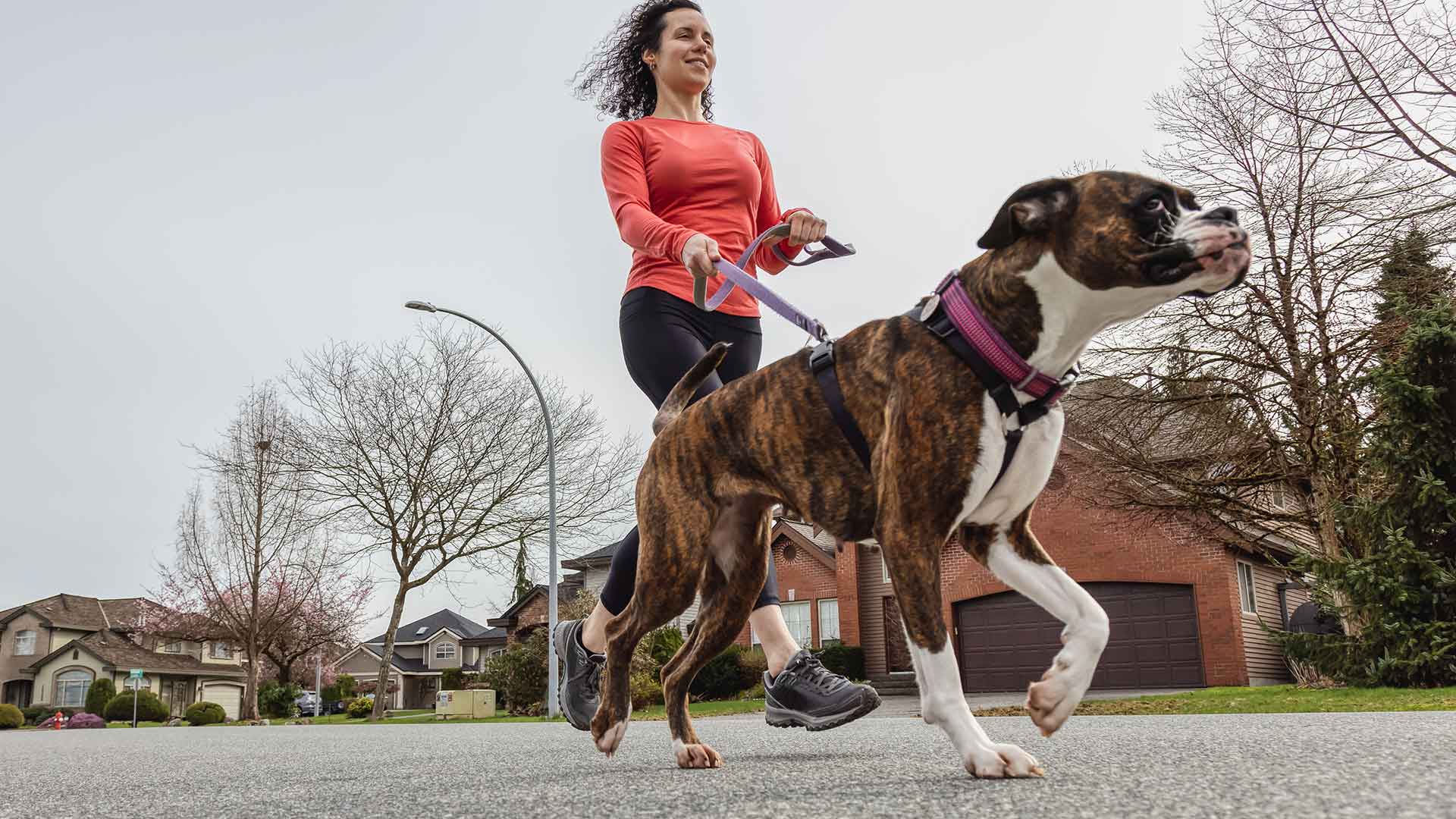 Dog Walking Training: How to Prevent Leash Pulling