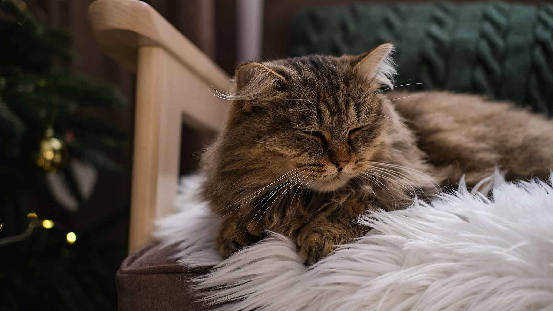 Cat Coat Care: Shedding, Brushing, and Cleaning Tips