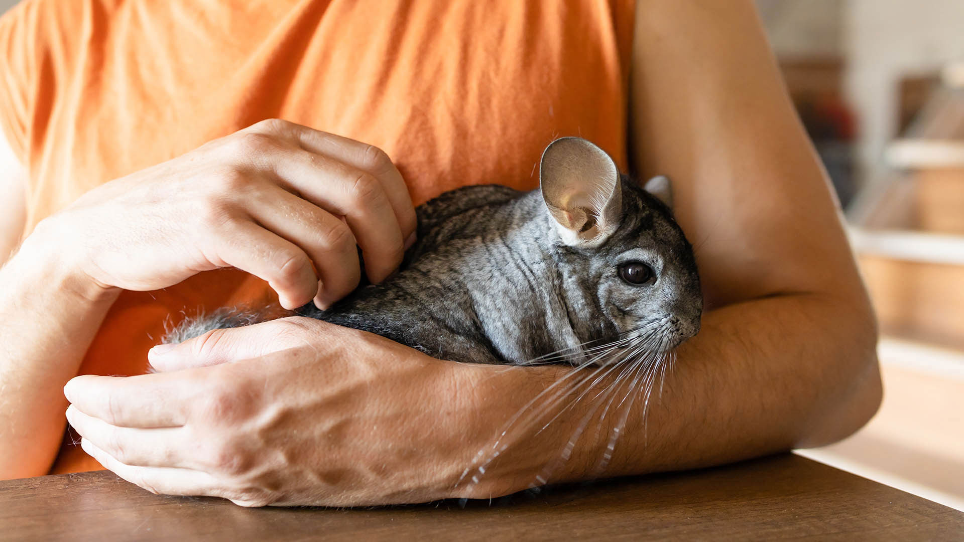 Chinchilla Care 101: Golden Rules for Keeping Your Fluffy Friend Happy