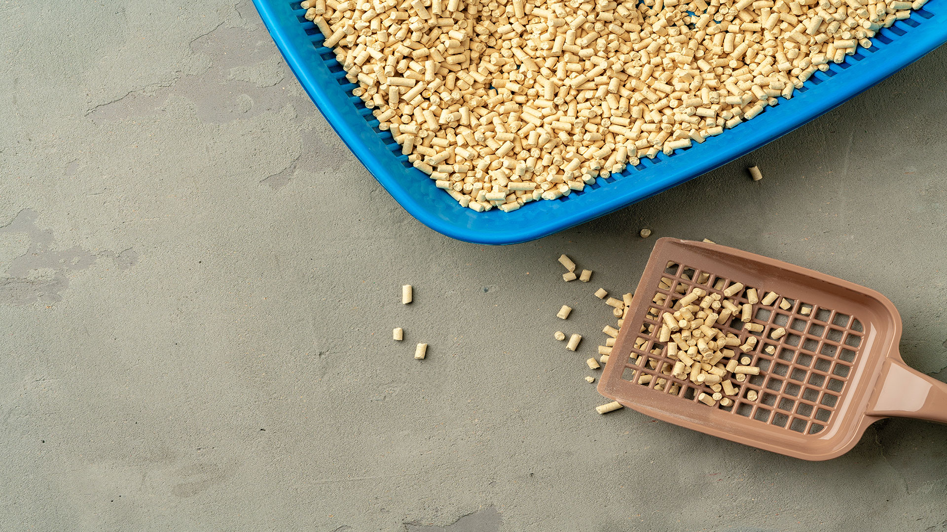 My Cat Is Using the Bathroom Outside the Litter Box! Causes and Solutions