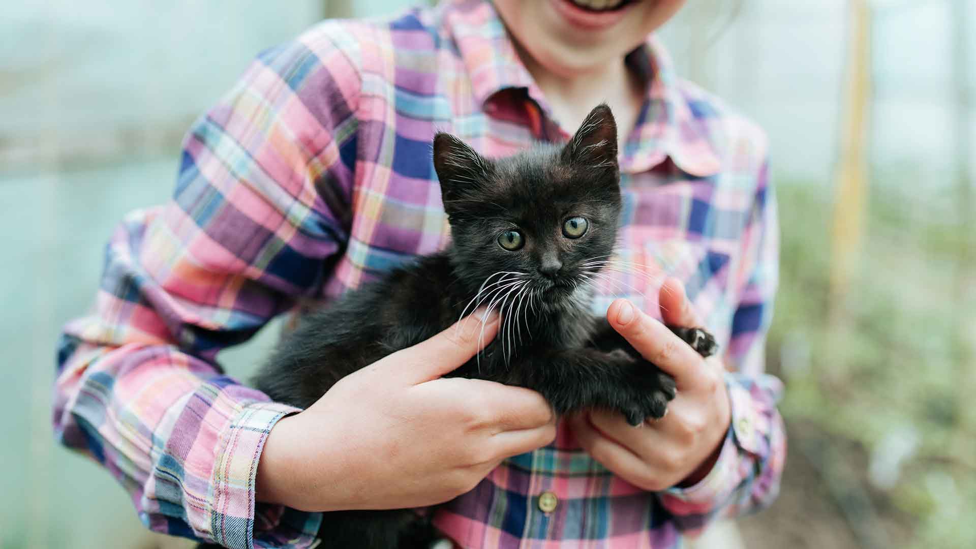 Cat and Child Relationship: How to Create a Safe and Harmonious Environment