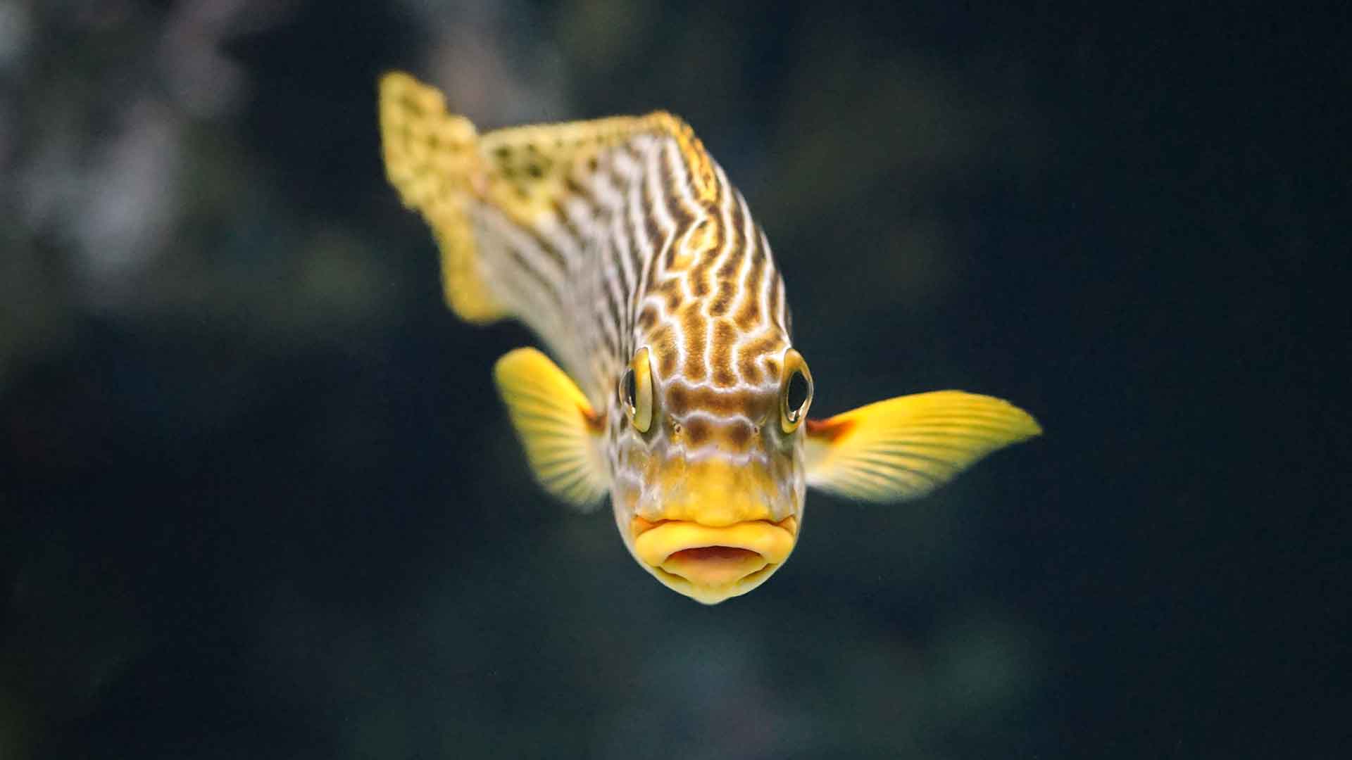 Is It Possible for Fish to Be Domesticated and Recognize Their Owners?