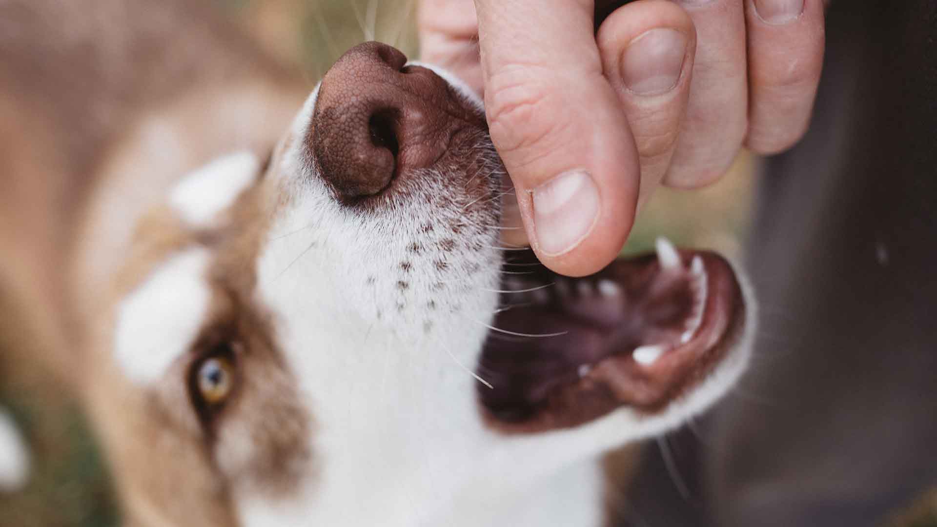 What Should You Do About Your Dog’s Biting Habit?
