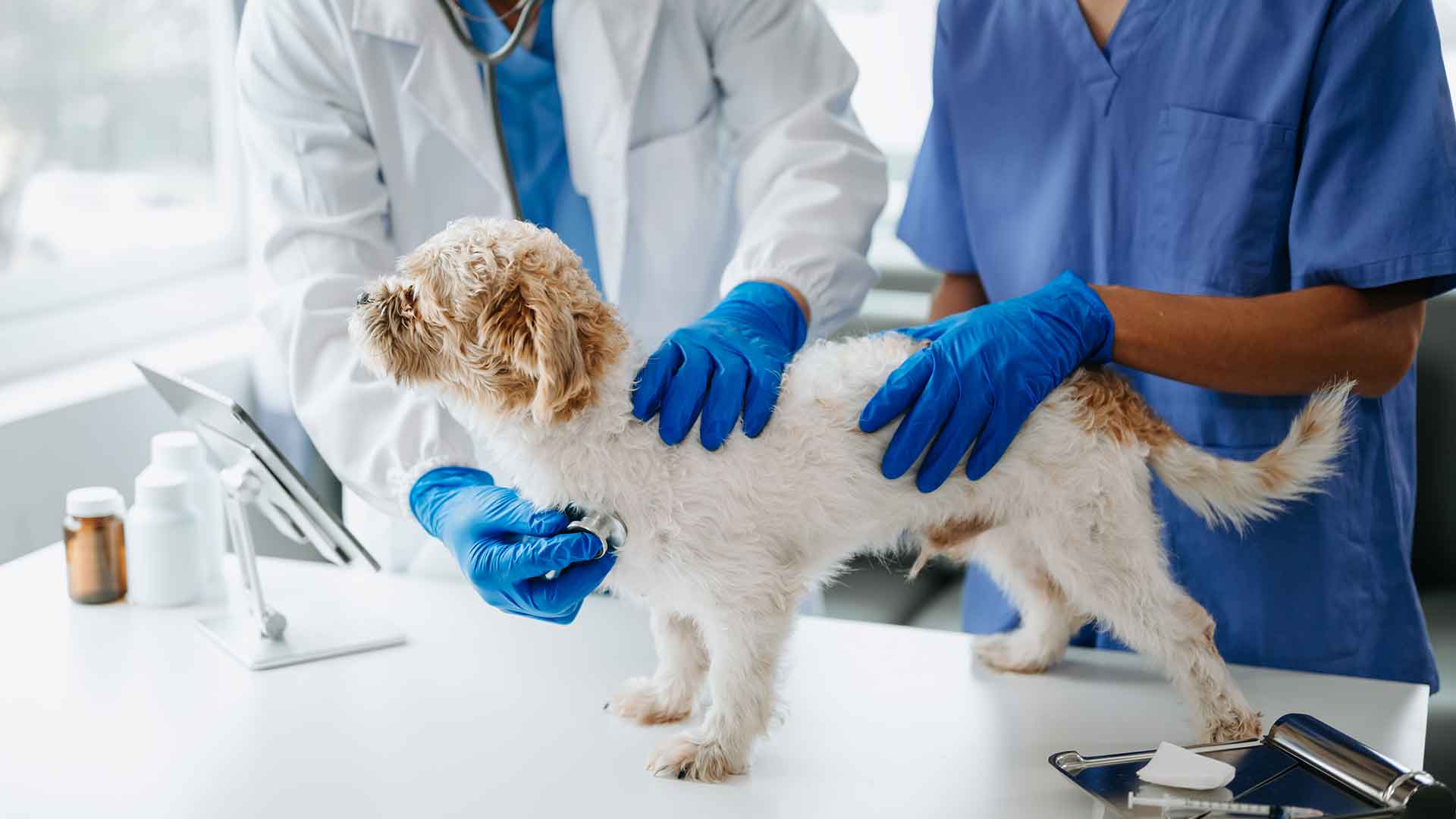 Protecting Dogs from Parasites: Internal and External Parasite Treatment
