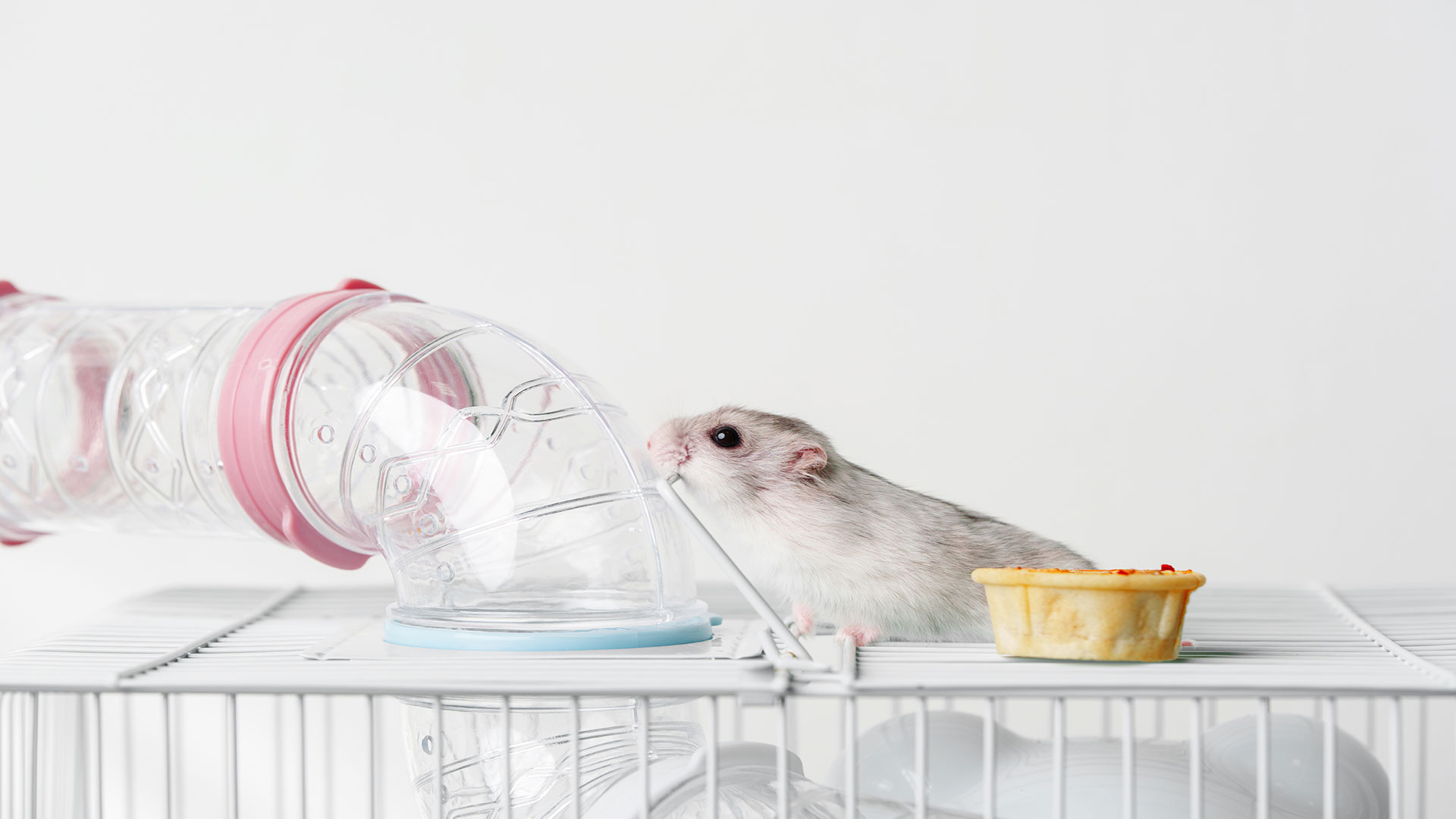 The Safest and Most Effective Feeders and Water Bottles for Rodents