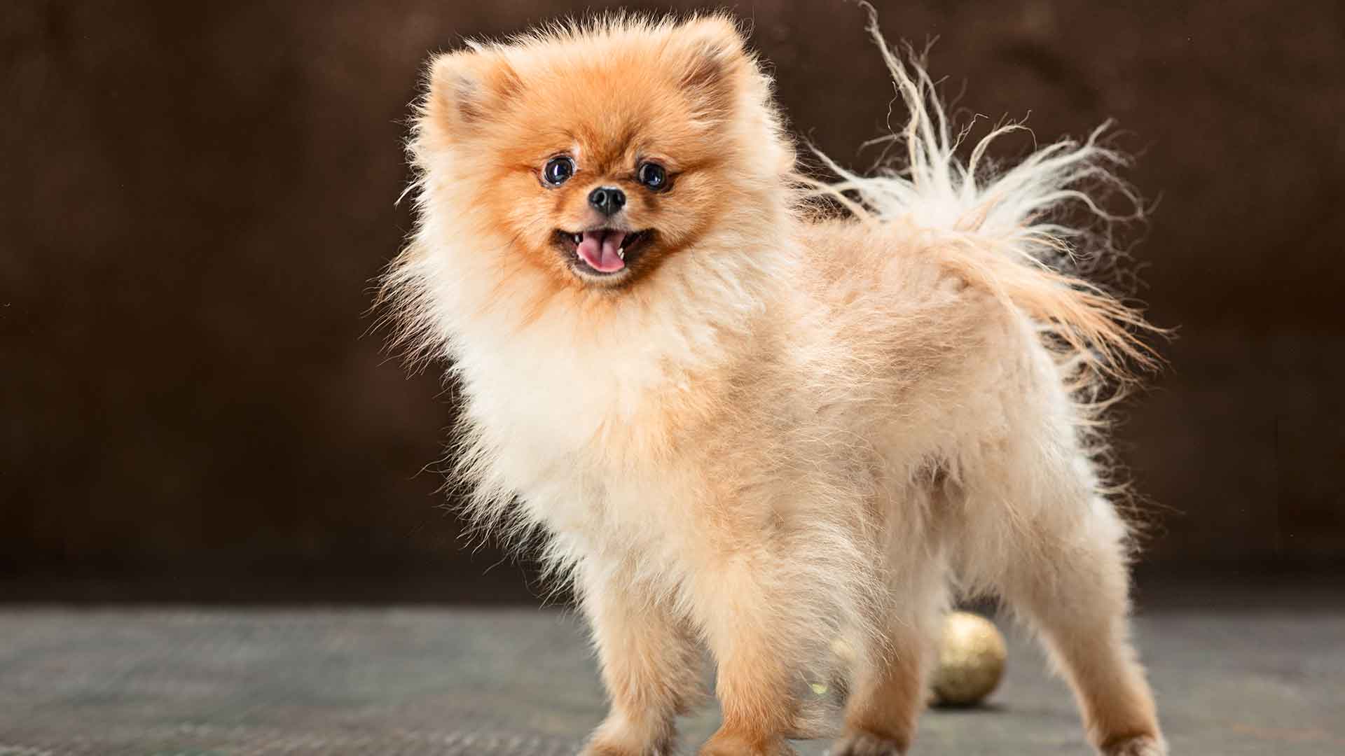 Pomeranian