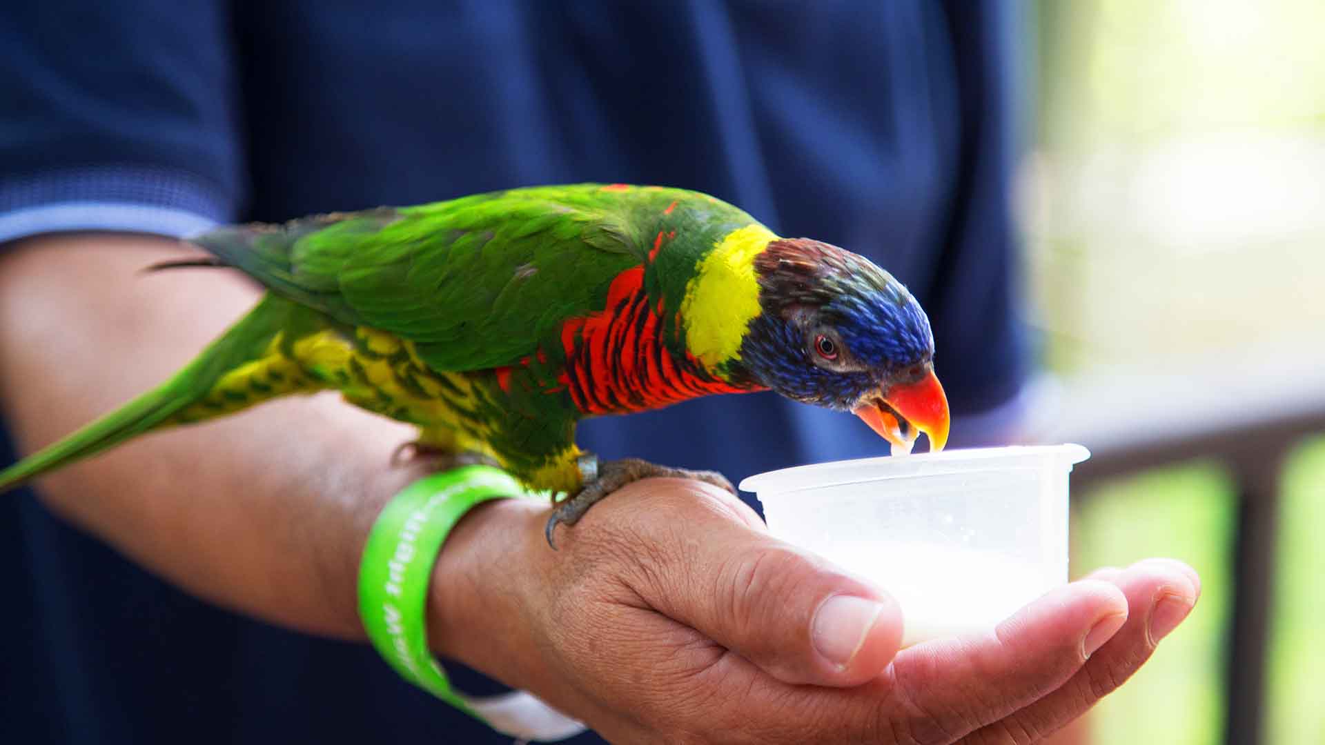 Travel Cages and Equipment for Parrots