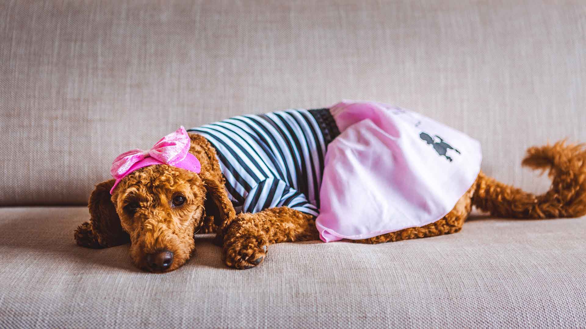 Wearable Equipment for Dogs: Choosing Raincoats, Booties, and Clothing