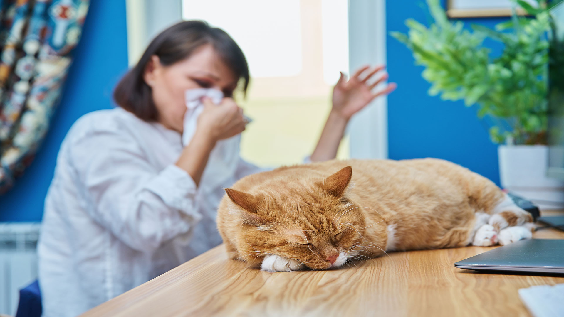 Nasal Discharge and Sneezing in Cats: Is It a Cold or an Allergy, and How Can You Tell the Difference?