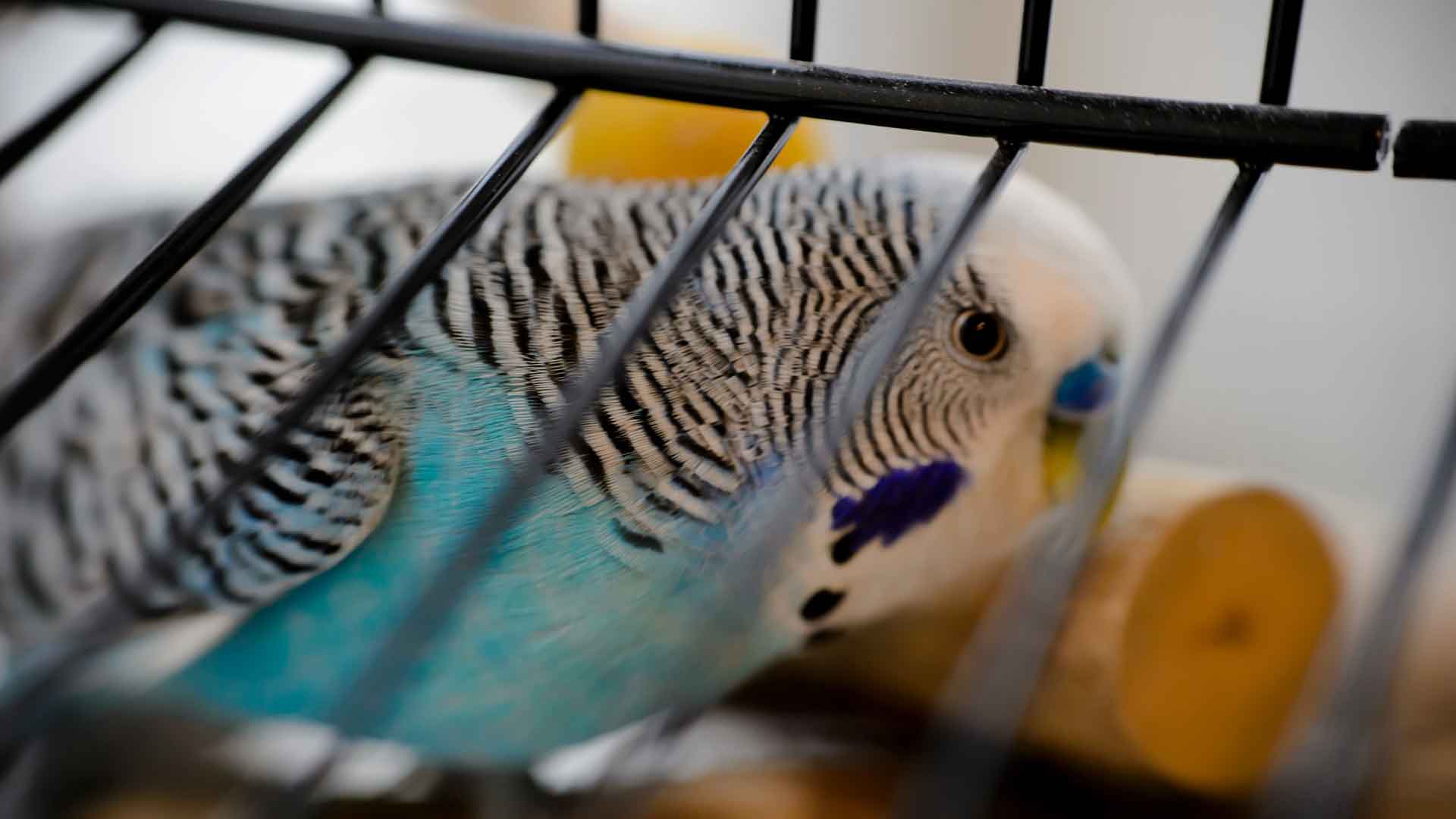 Choosing the Right Cage for Budgies: A Guide to Size, Material, and Placement