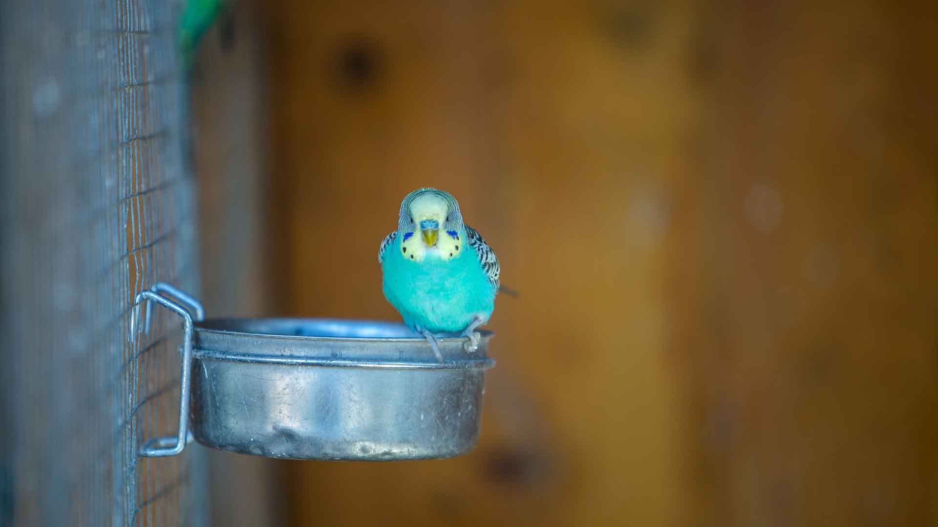 Budgerigar Diarrhea, Sneezing, and Fatigue: What Should You Do?