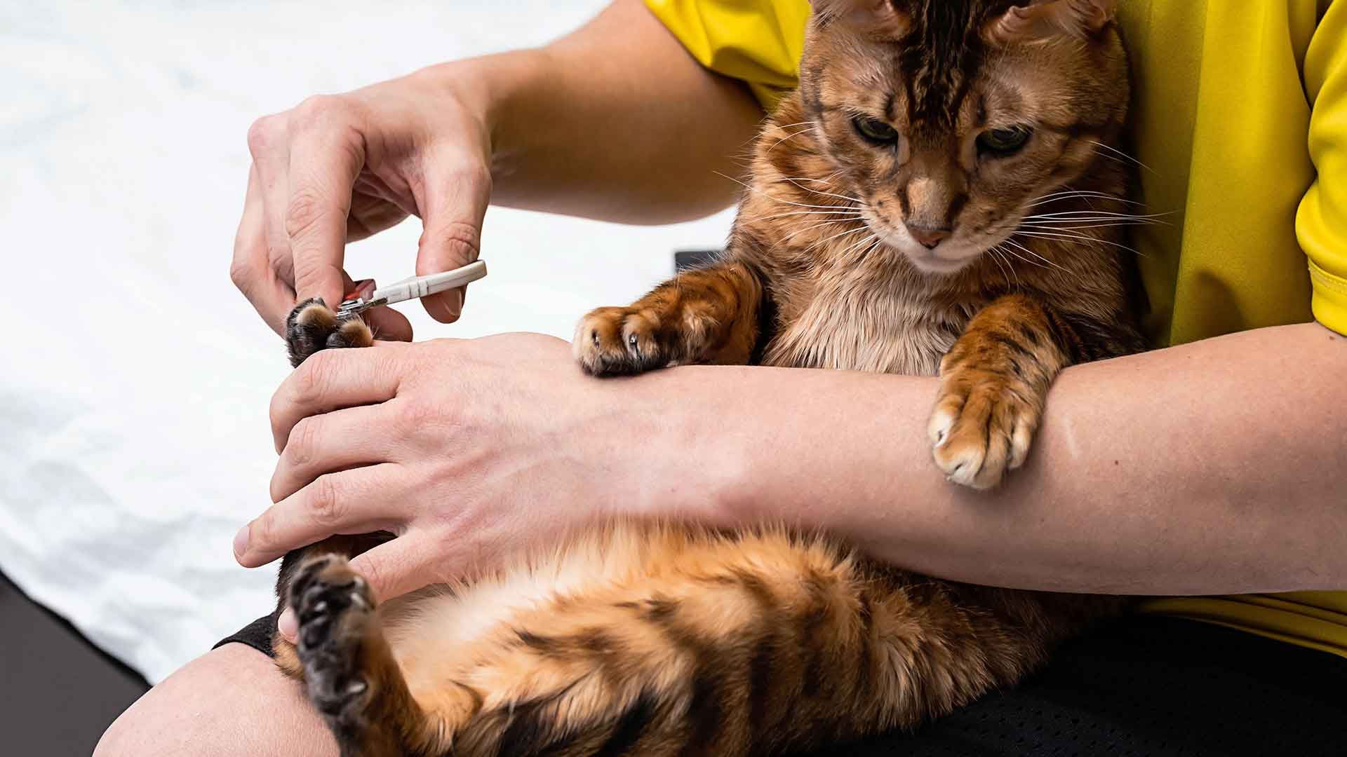 Kedinizin Tırnak Bakımı: Ne Sıklıkta ve Nasıl Kesilmeli?