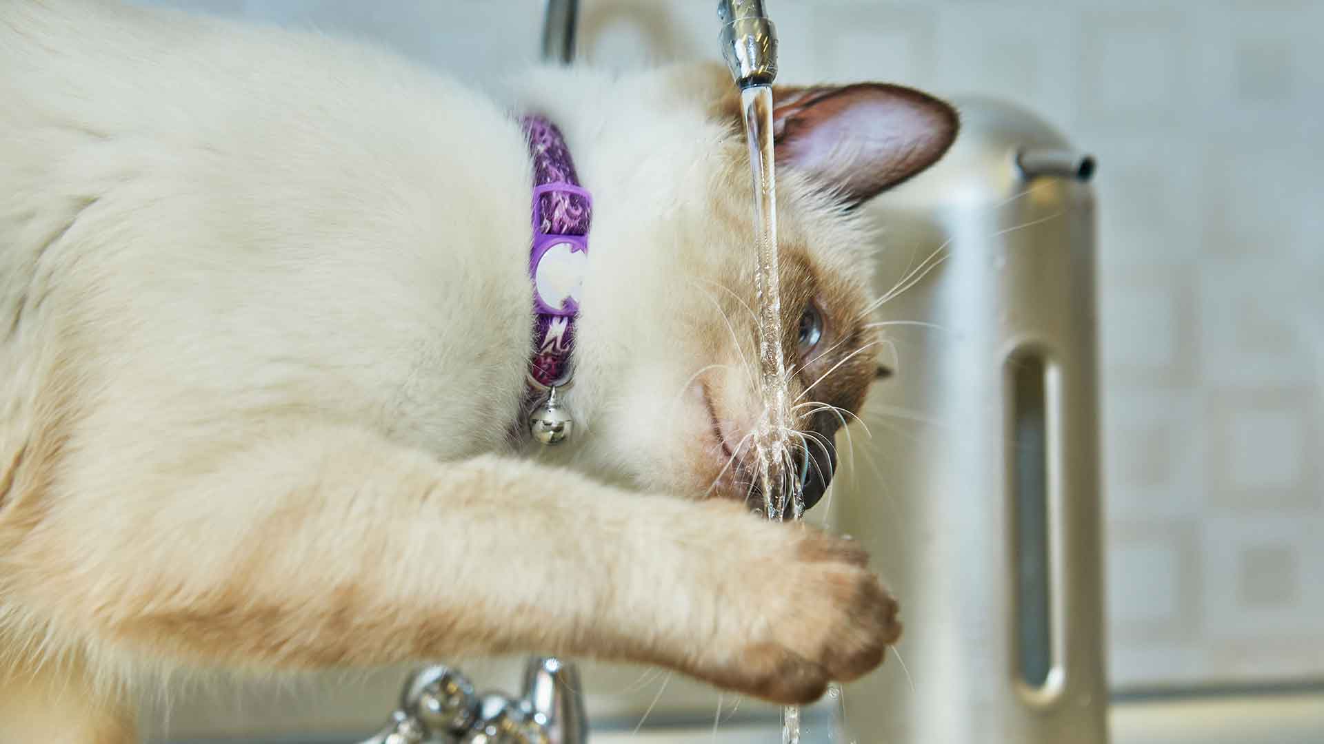Water Consumption in Cats: What to Do If Your Cat Doesn’t Drink Enough?