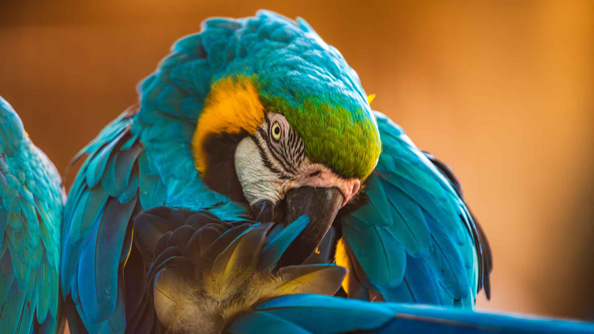Methods of Protecting Parrots from Parasites