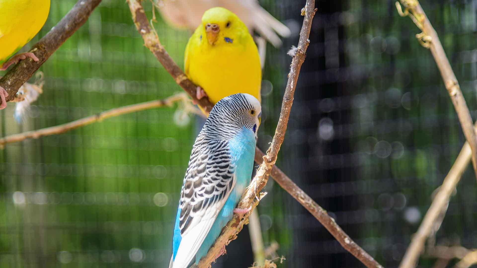 Natural Perches for Budgies and Their Advantages