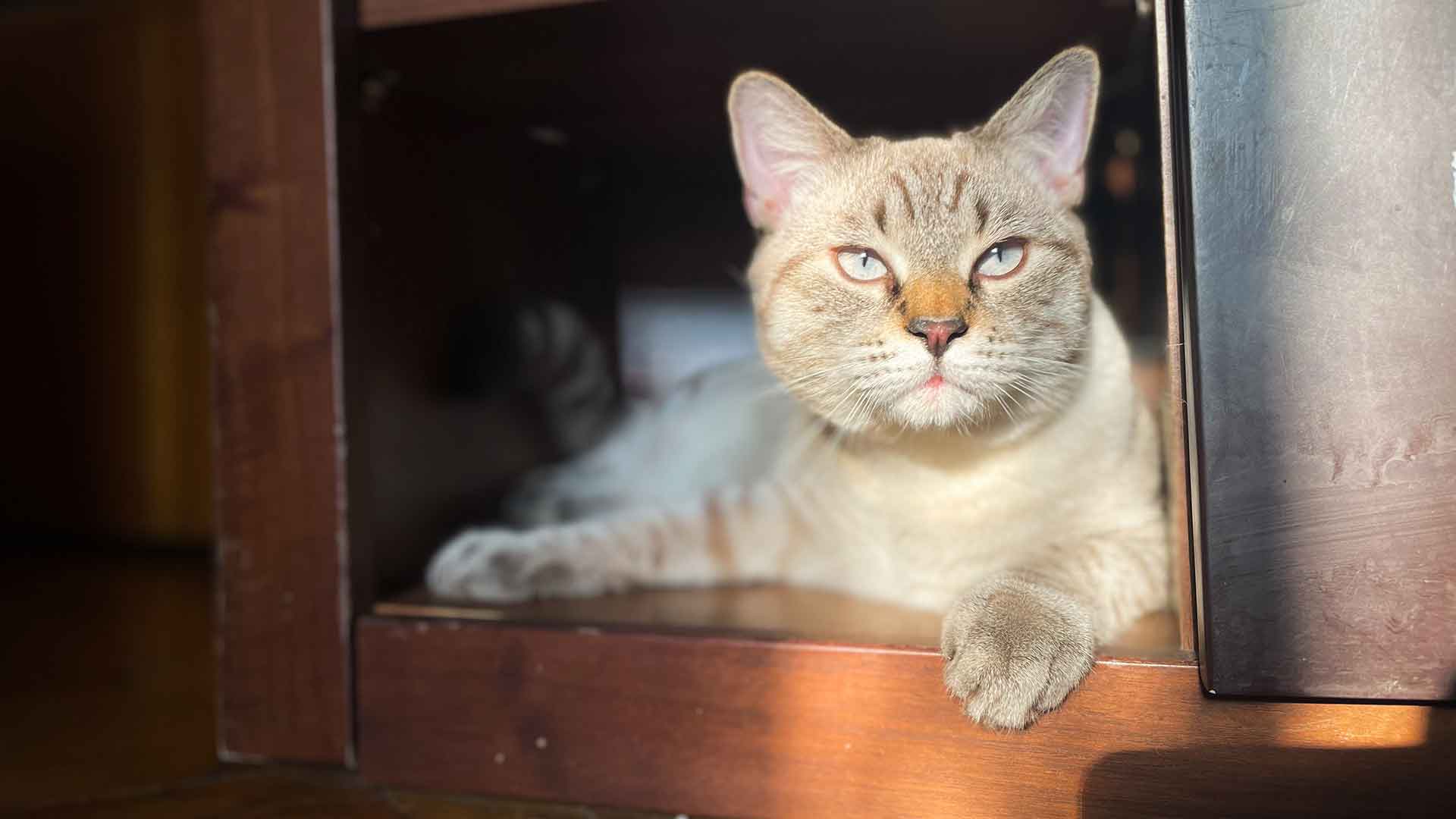 How to Create a Safe Space for a Cat at Home?