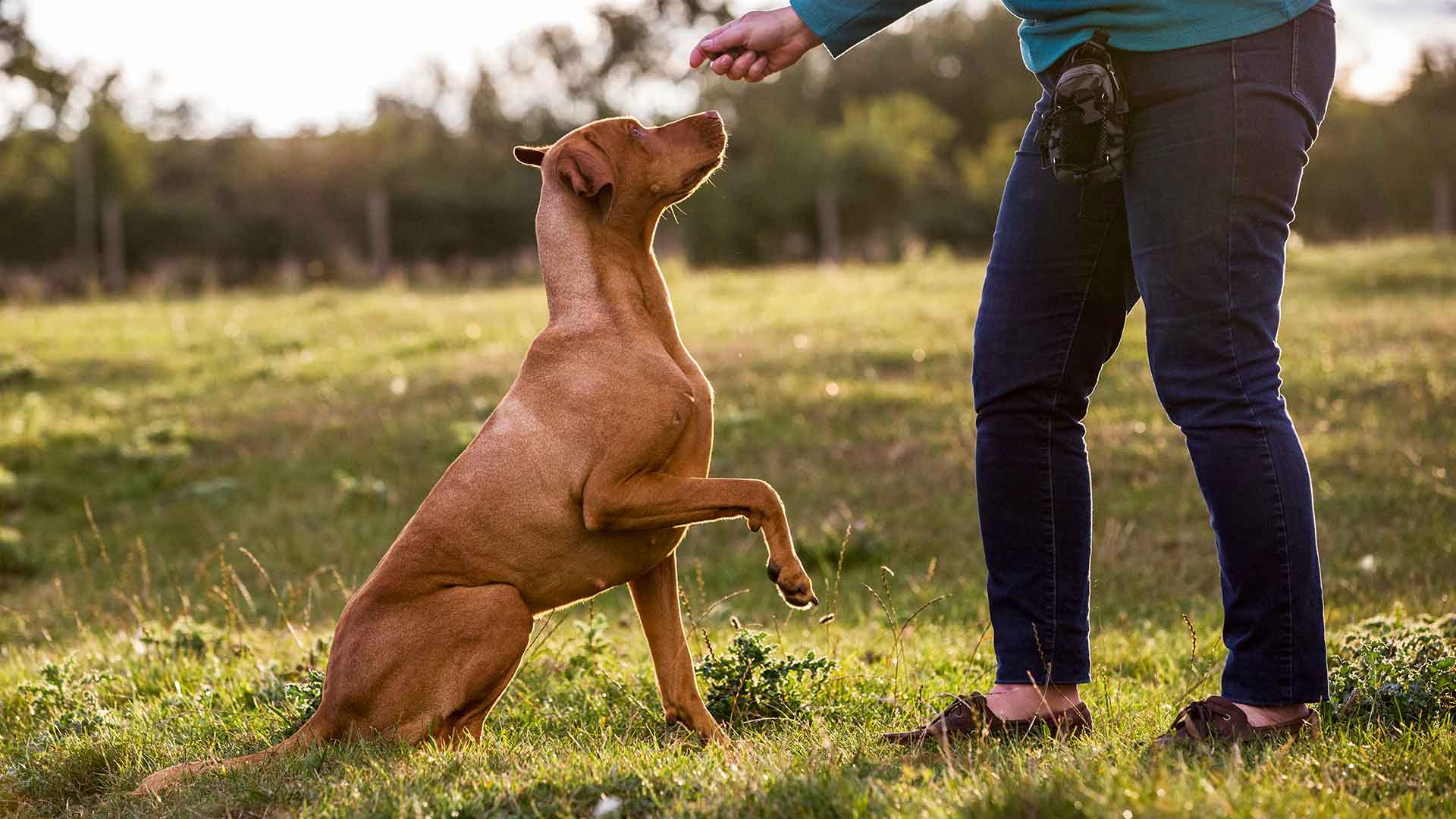Basic Obedience Training: How to Teach Sit, Stay, and Come Commands?