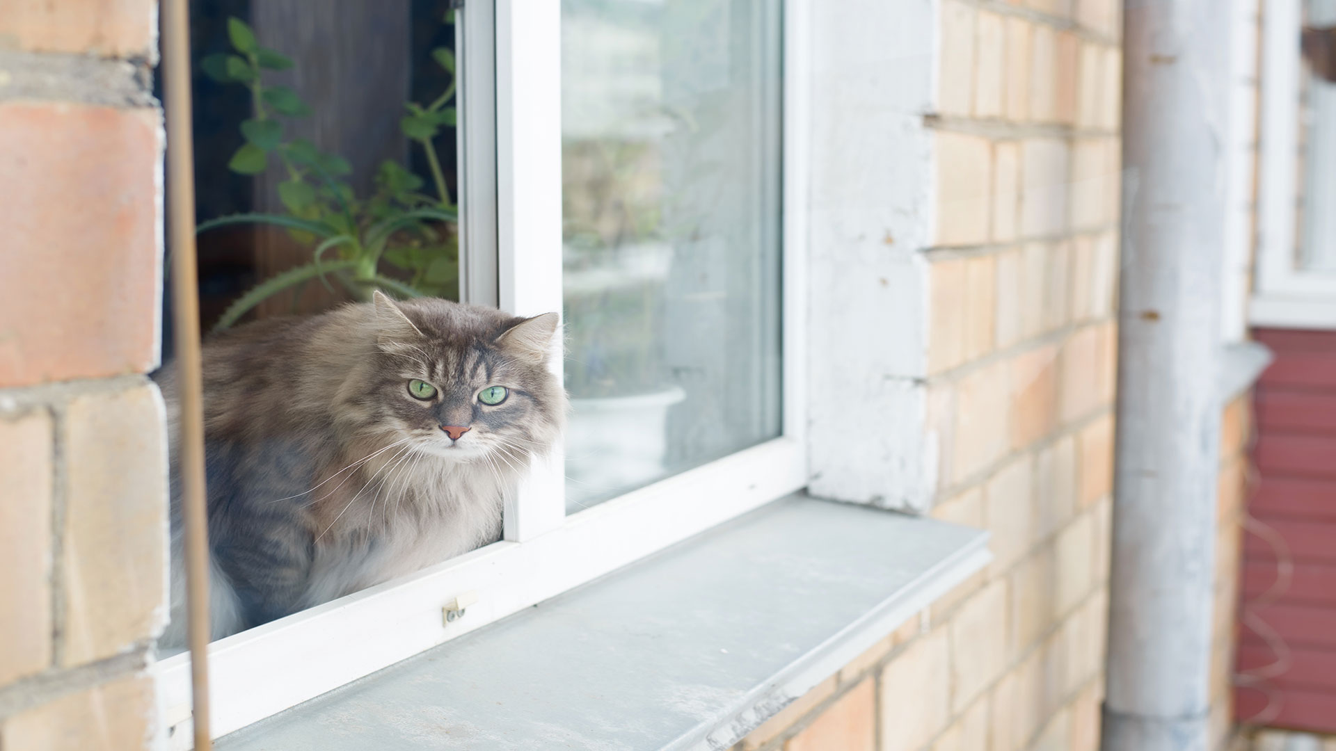 Balcony and Window Safety for Cats: Take Precautions Against Increased Summer Dangers!