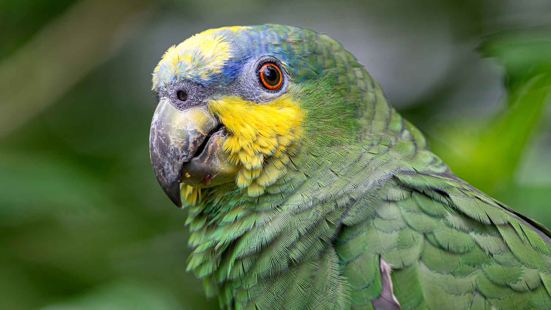 Amazon Parrot
