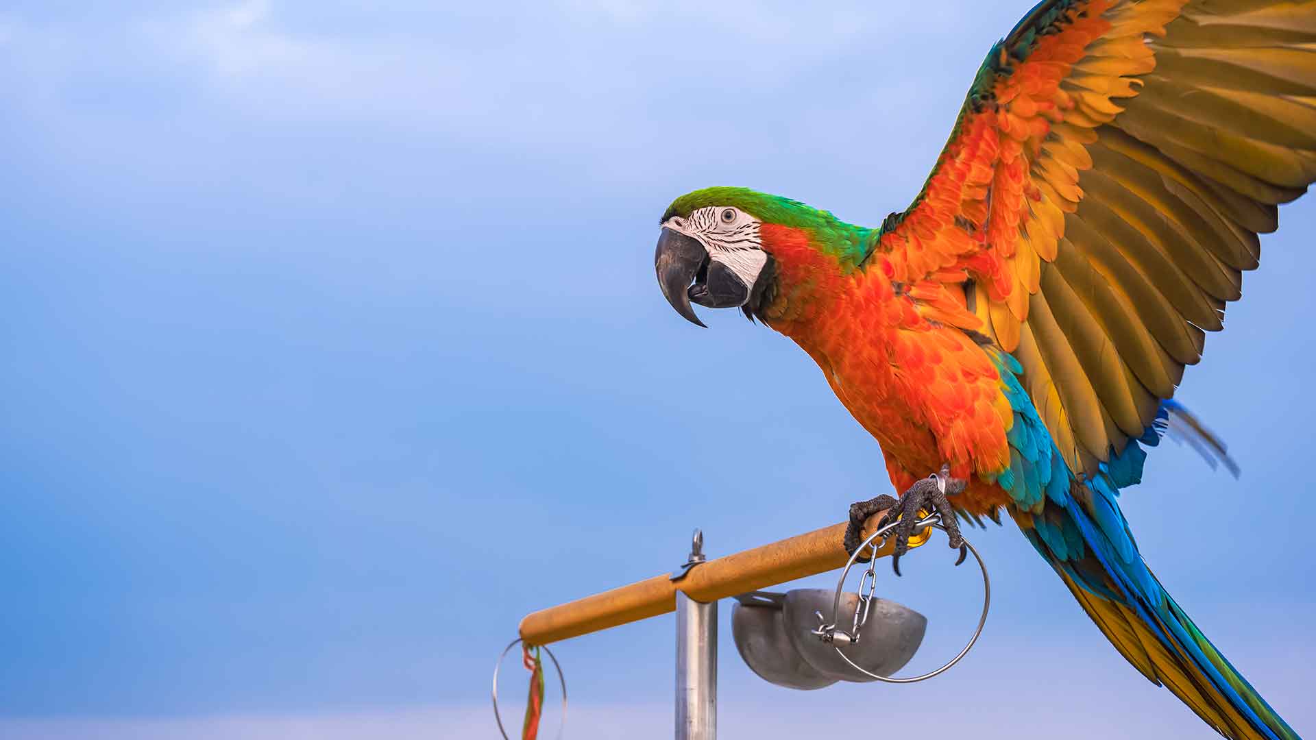 Macaw Parrot