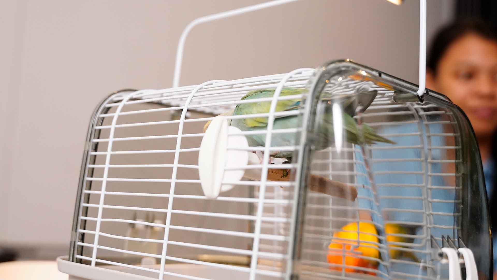 Positioning the Parrot Cage (Noise, Light, Airflow)