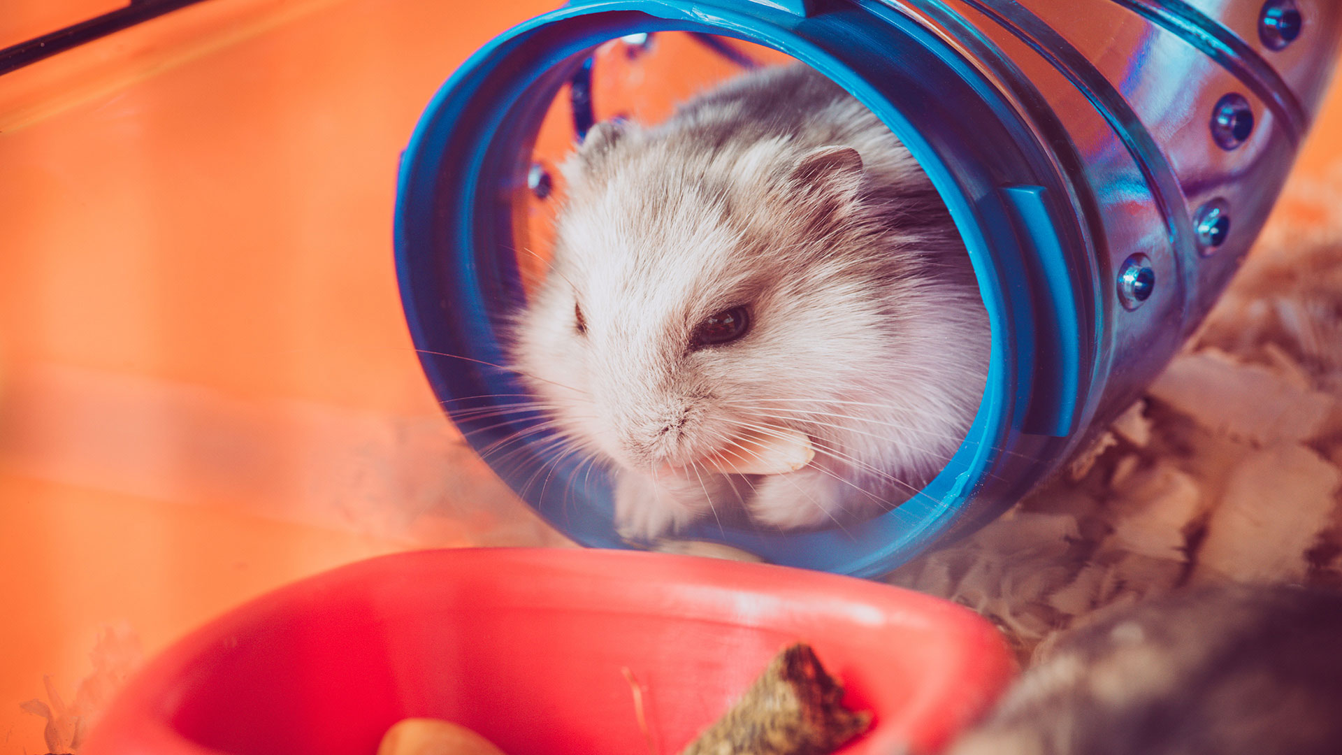Rodent Toys: The Best Activities to Prevent Boredom