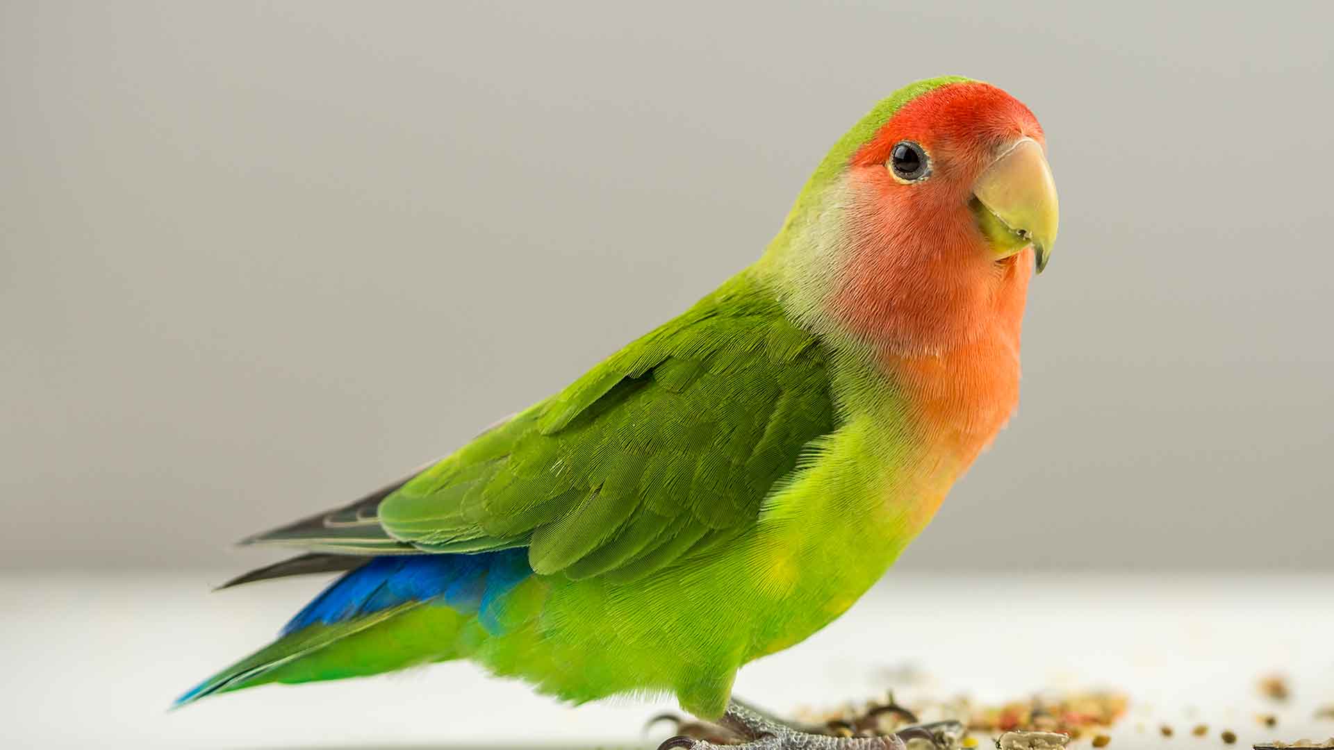 Lovebird