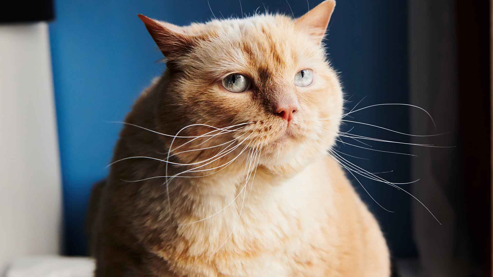Weight Management and Fighting Obesity in Cats