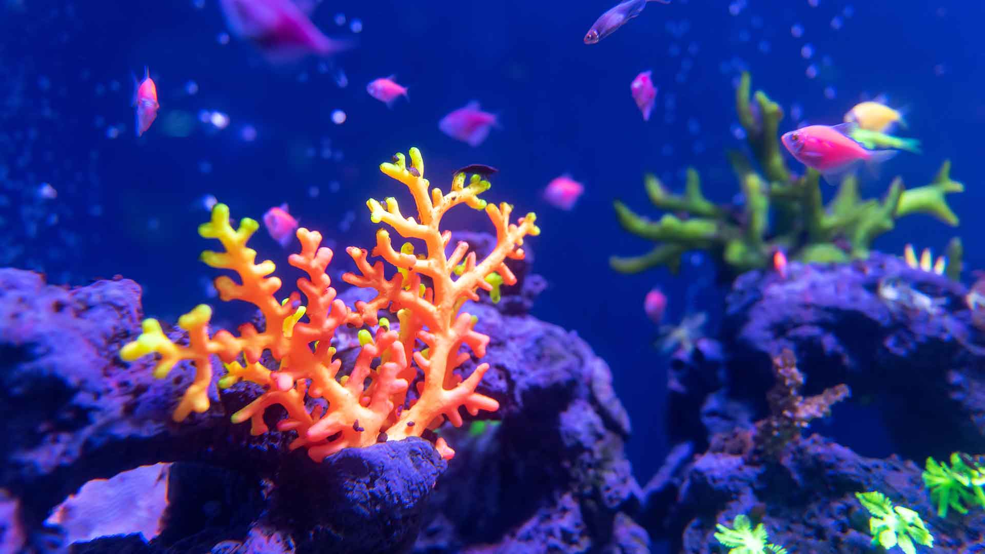 Lighting Choice: The Most Suitable Illumination for Fish and Plants