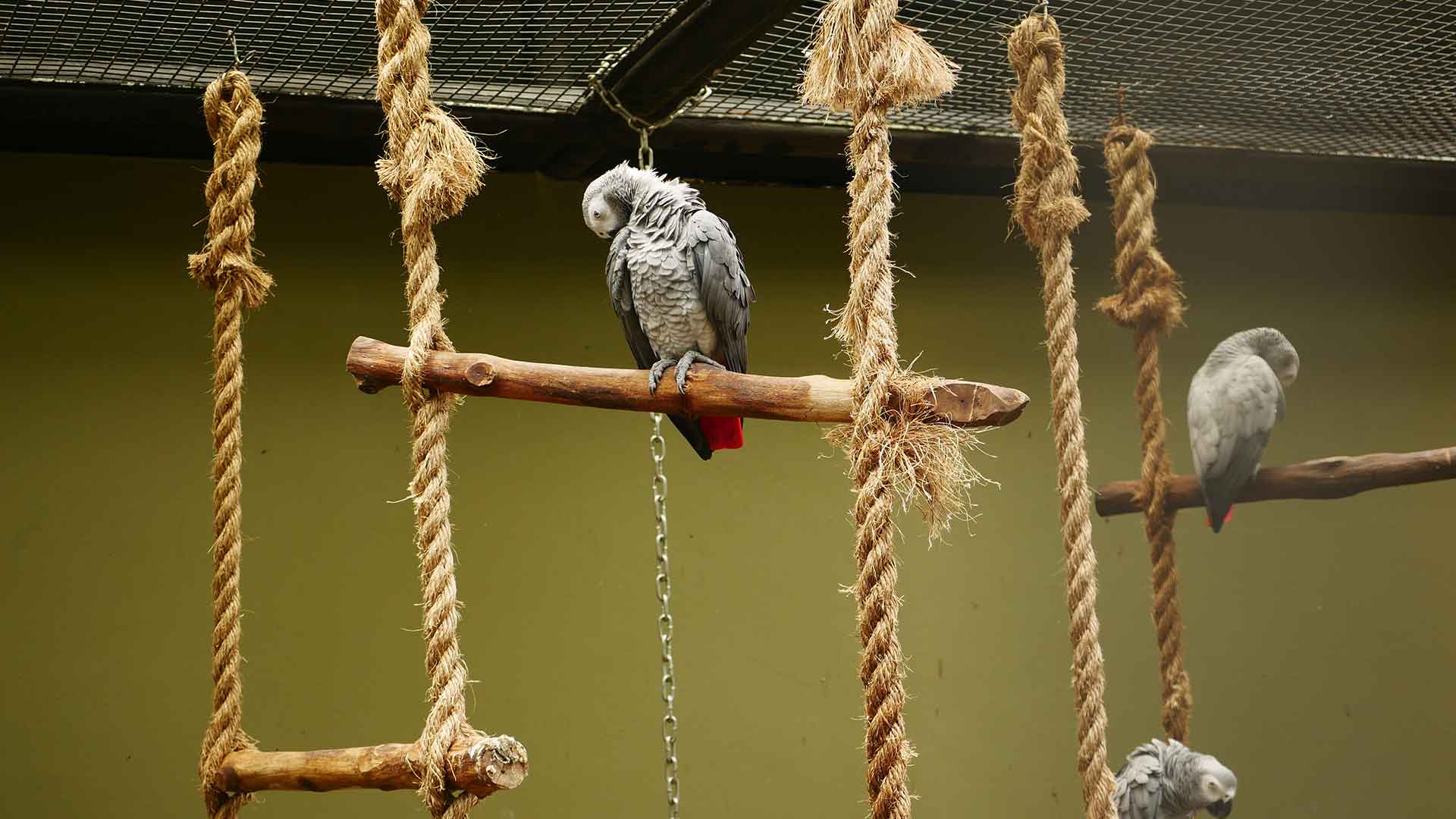 Perch Selection for Parrots: Wooden or Plastic?