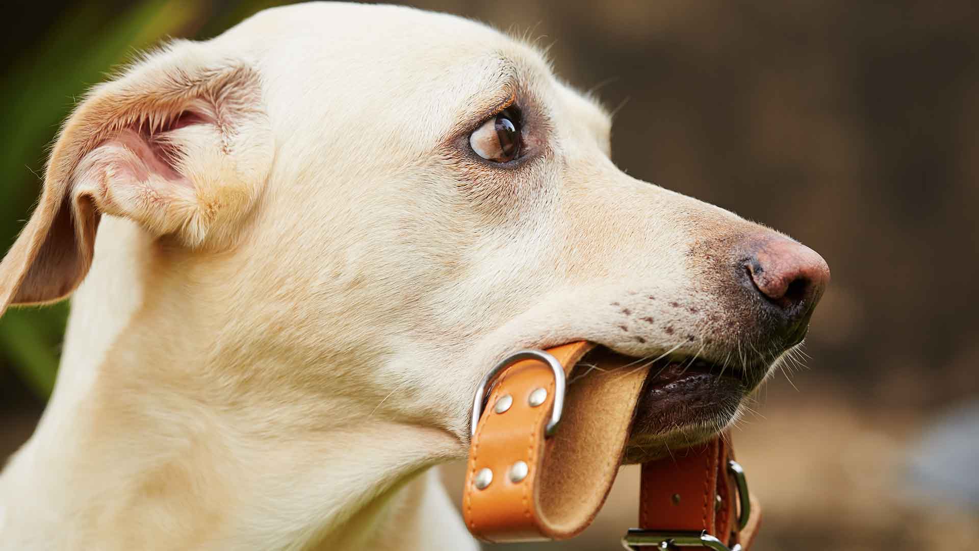Collar, Harness, and Leash Selection for Dogs