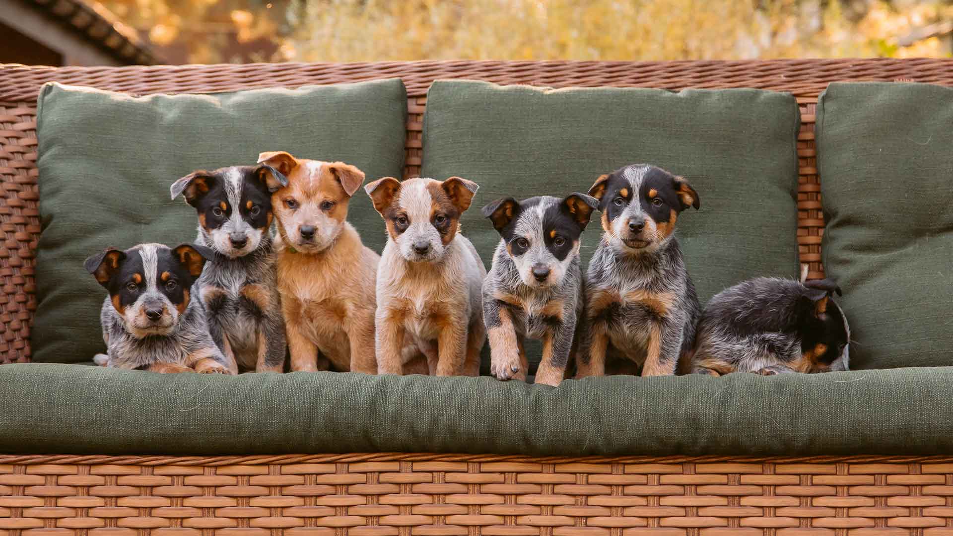 Puppy Socialization: When and How to Start