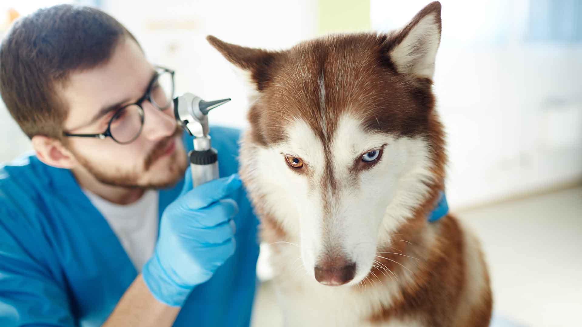 How Often Should Veterinary Check-Ups Be Done? A Routine Examination Guide