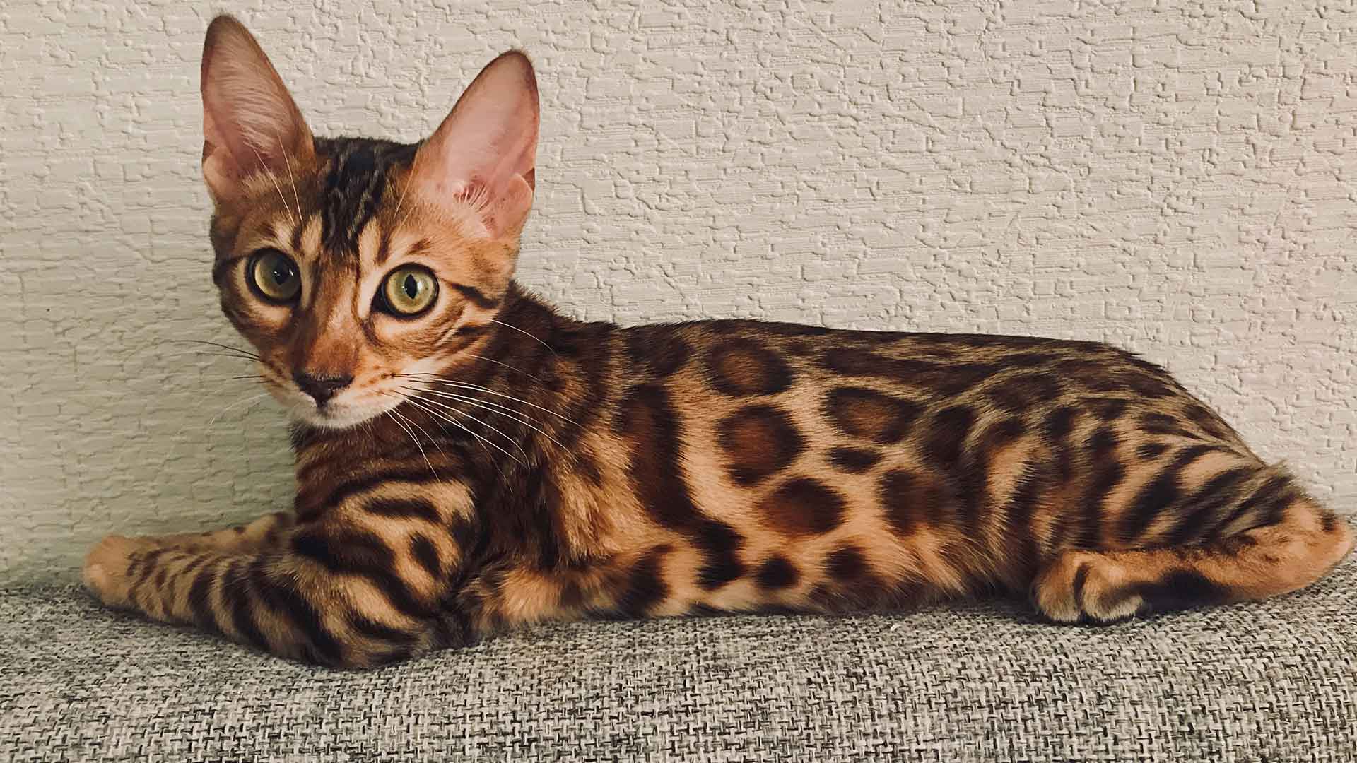 Bengal