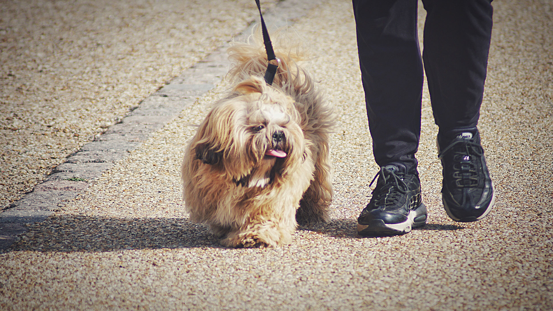 How to Protect Your Dog’s Paws in Summer Heat: Effective Solutions for Asphalt and Sand Burns