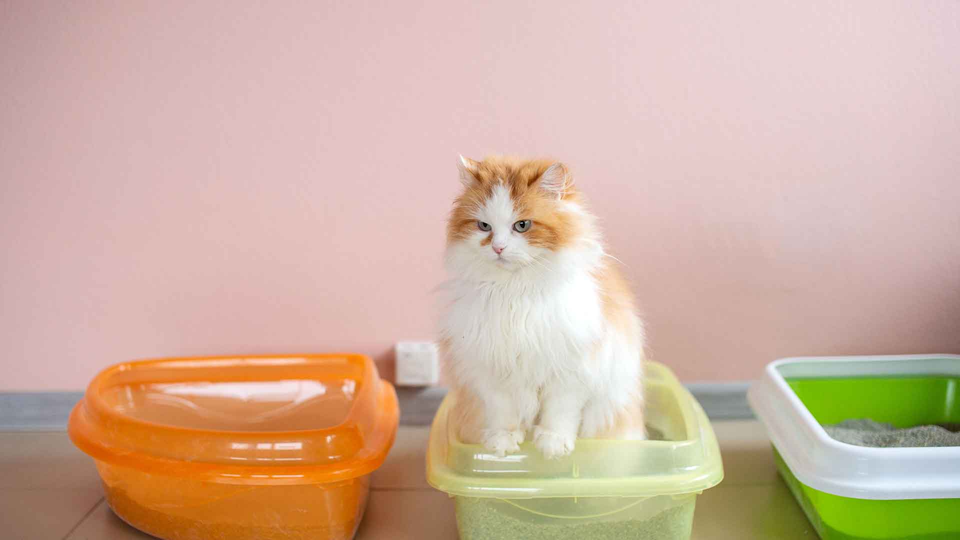 How to Choose the Most Suitable Cat Litter for Your Cat?
