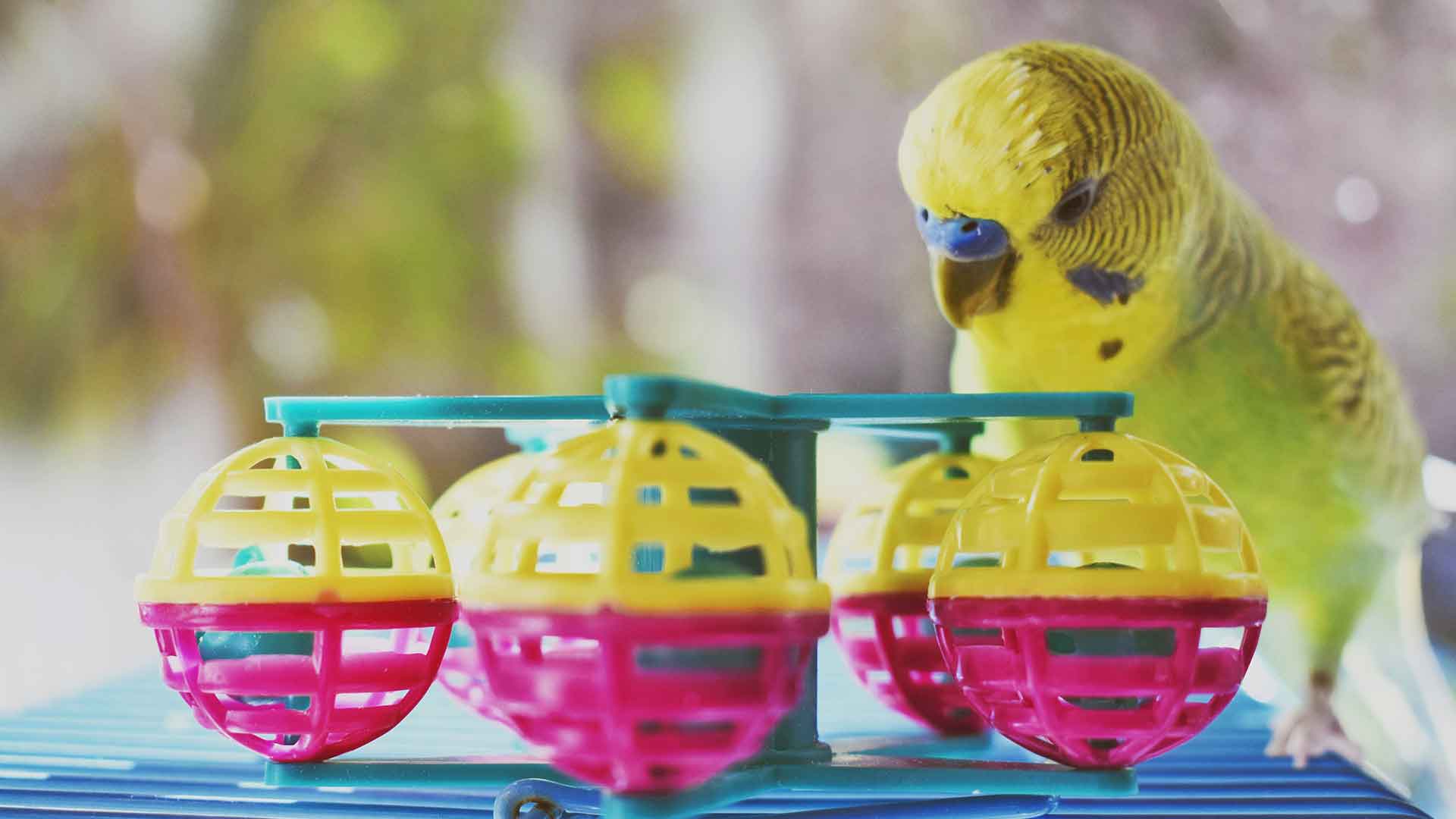 Social Behaviors in Budgies: Loneliness, Attention, and Play