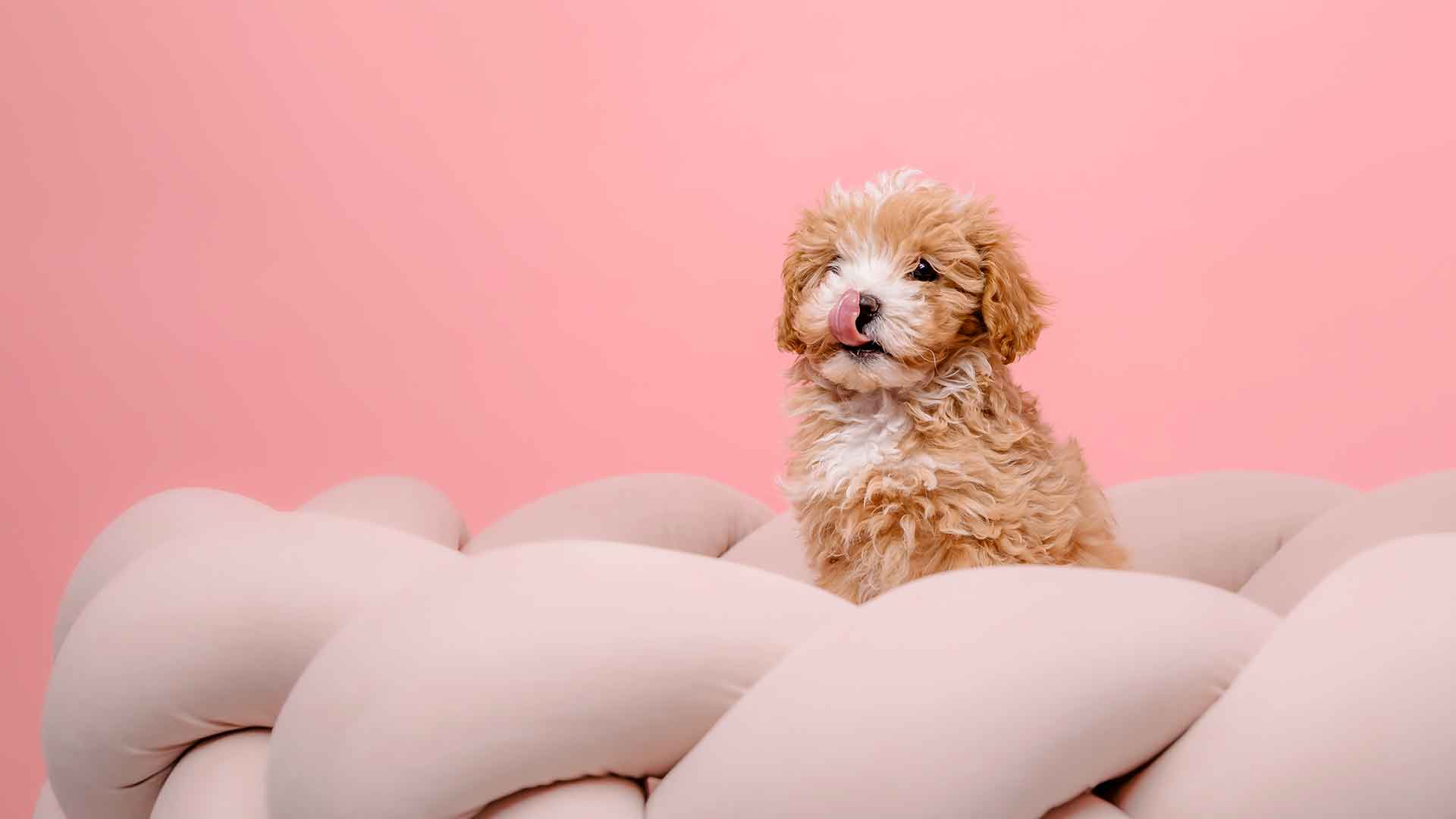 Dog Bed Selection Guide: How to Choose the Right Bed According to Breed, Age, and Season