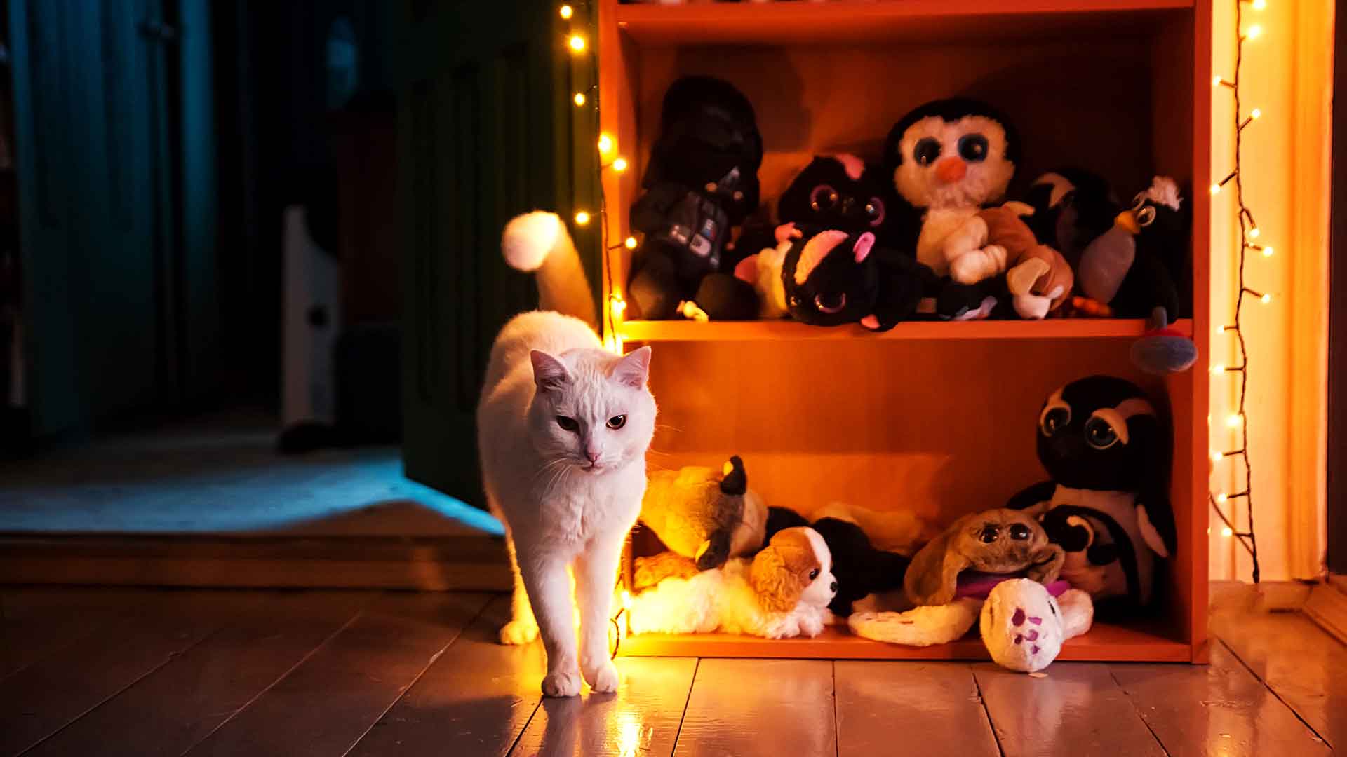 Night Activity in Cats: Causes and Solutions for Nocturnal Running