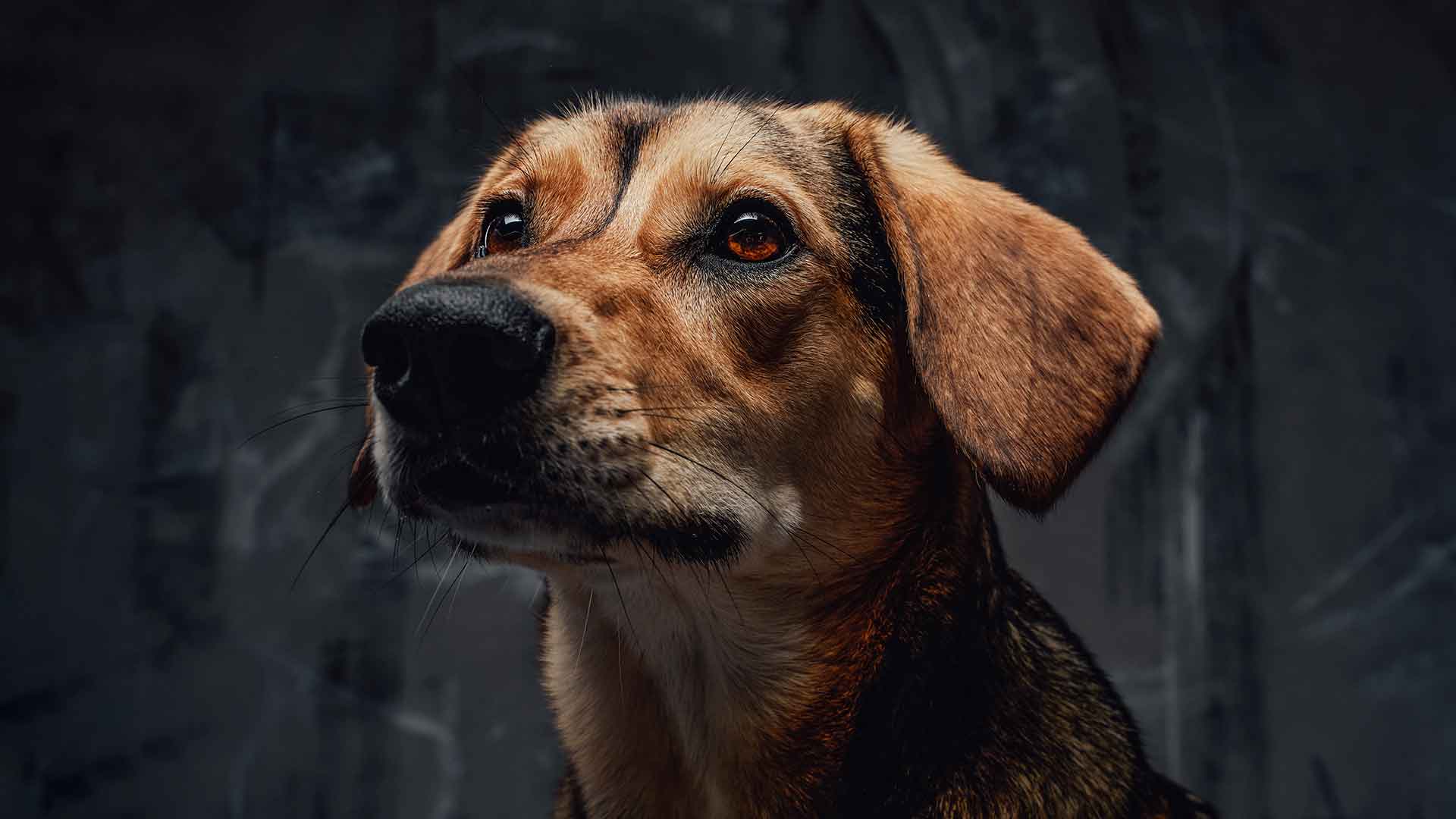 Fears and Phobias in Dogs: Noise, Veterinarians, Strangers