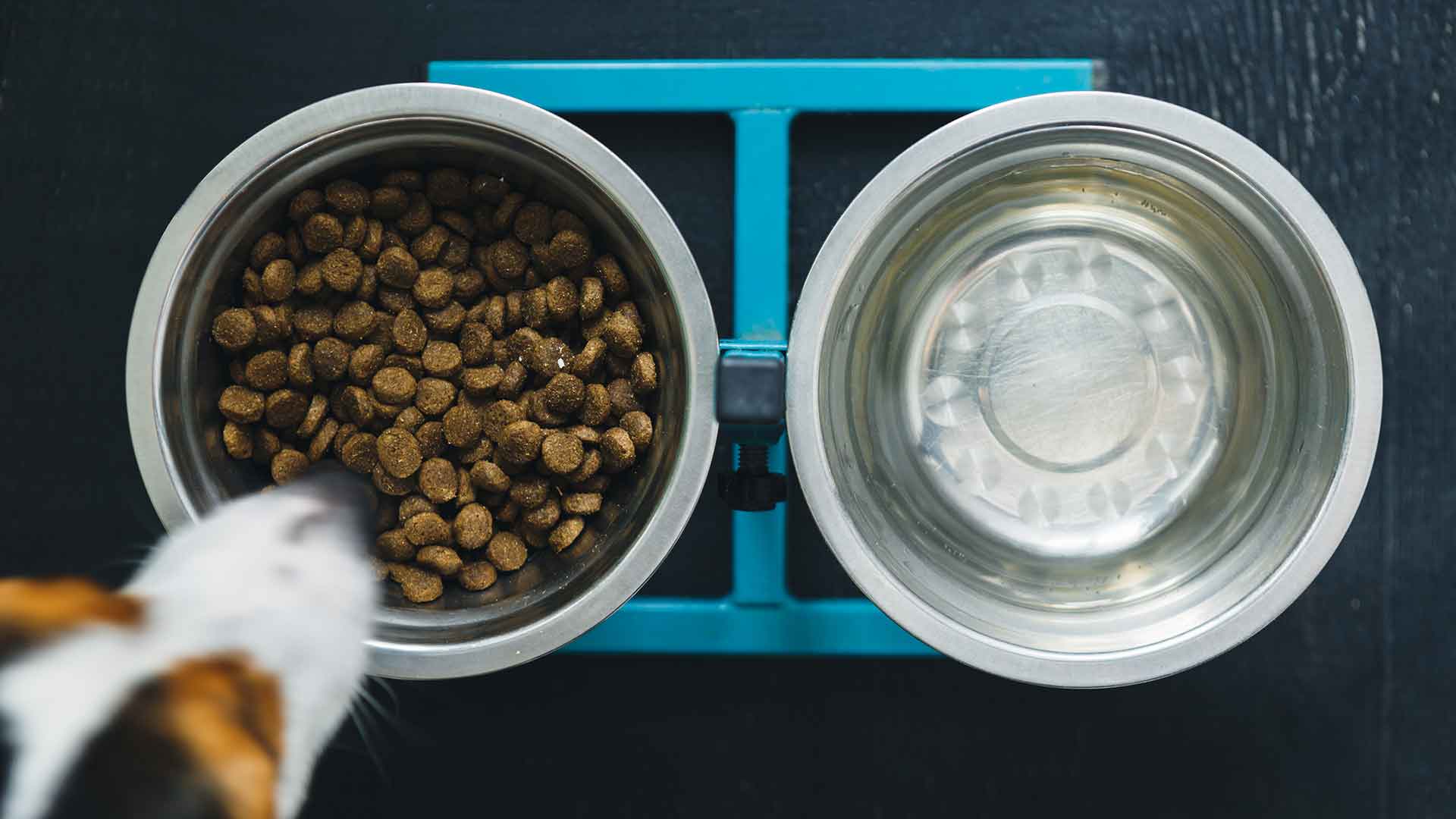 Choosing the Right Food and Water Bowls for Your Dog