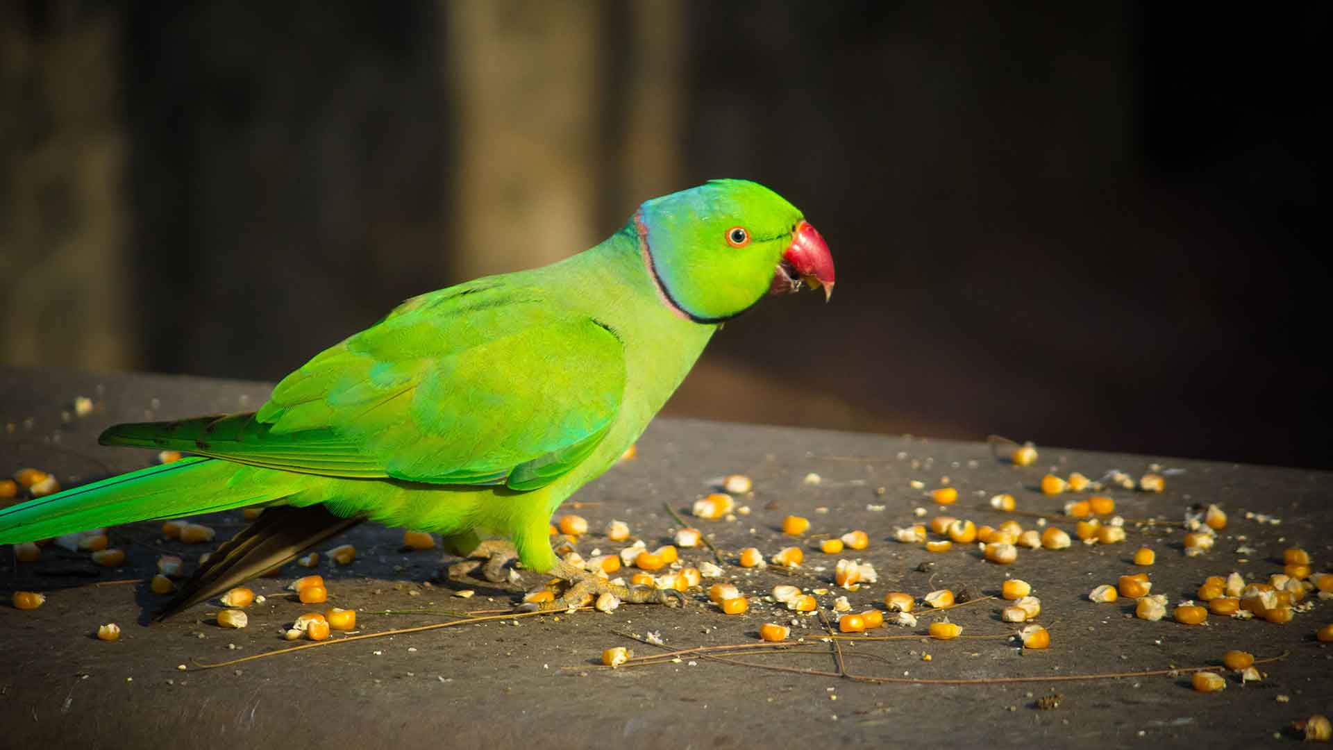Proper Nutrition Program for Parrots
