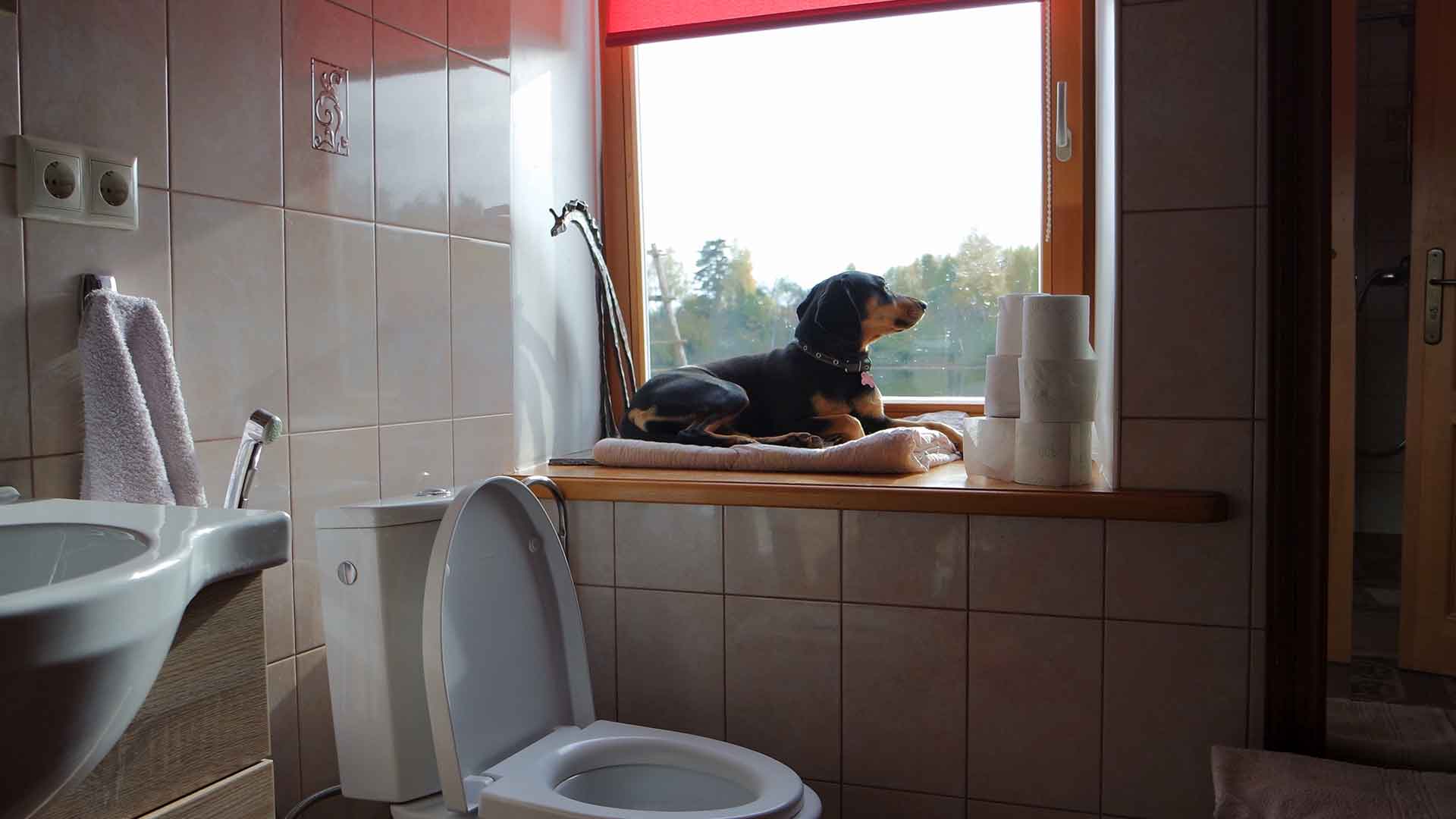 How to Designate and Train a Dog Toilet Area