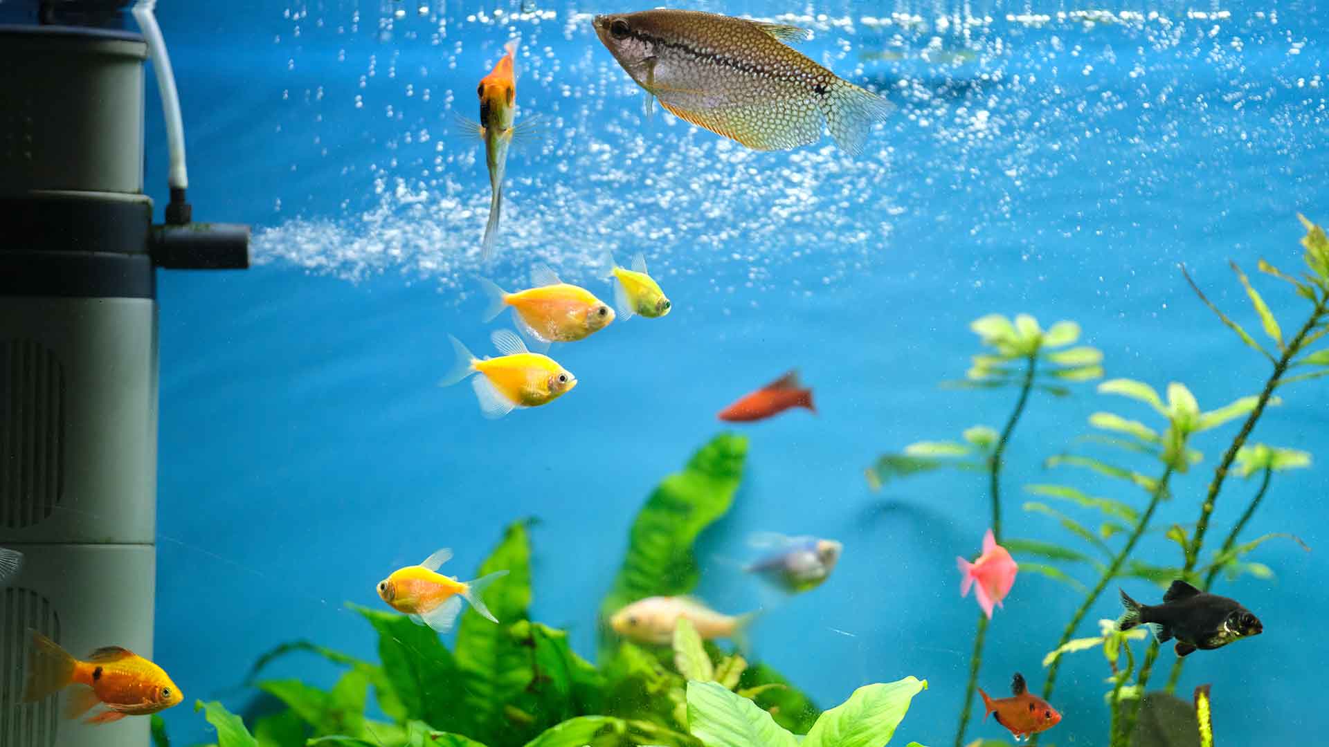 Why Do Fish Jump? Is This Behavior Dangerous?